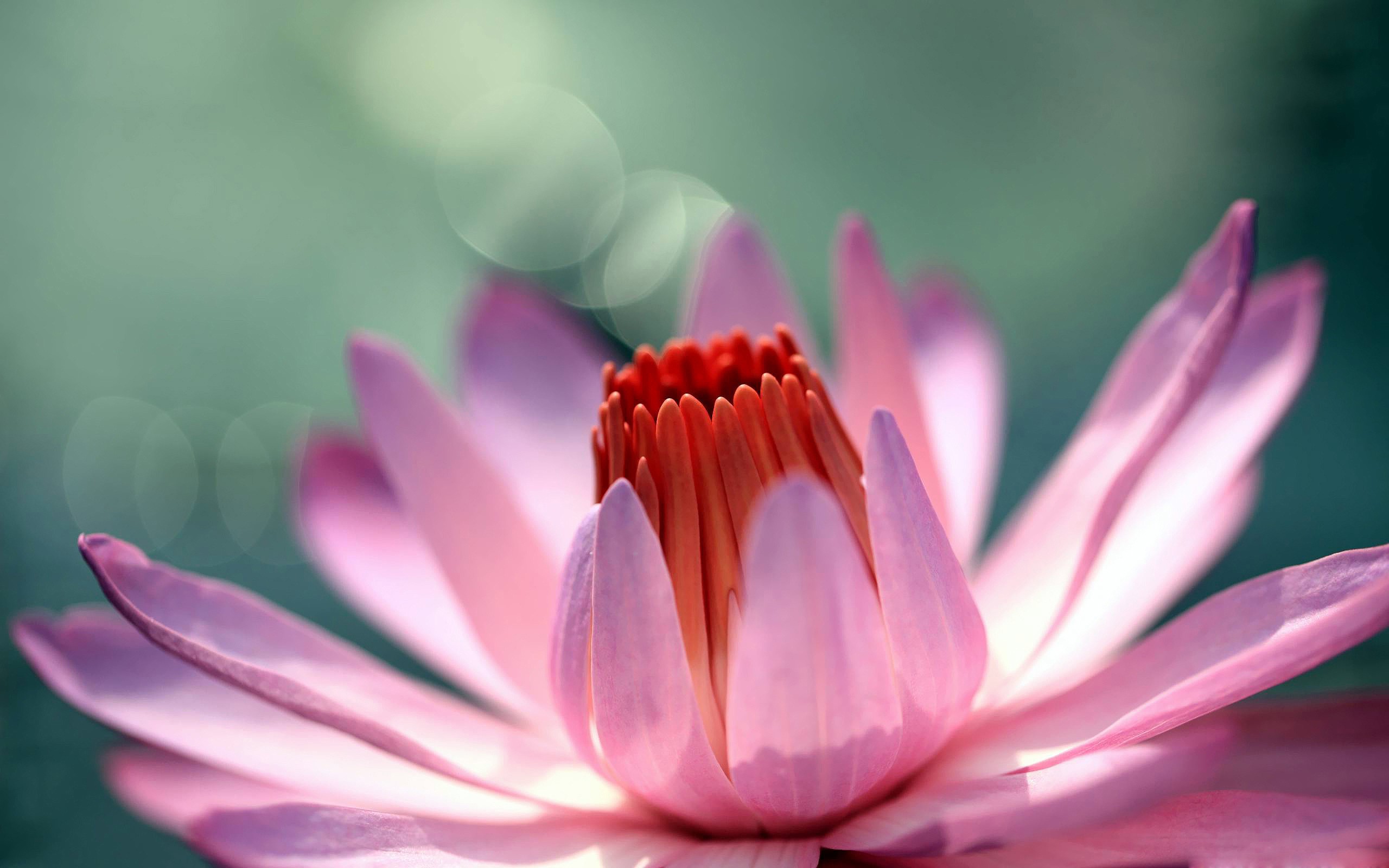 Pink Water Lily HD Wallpaper New
