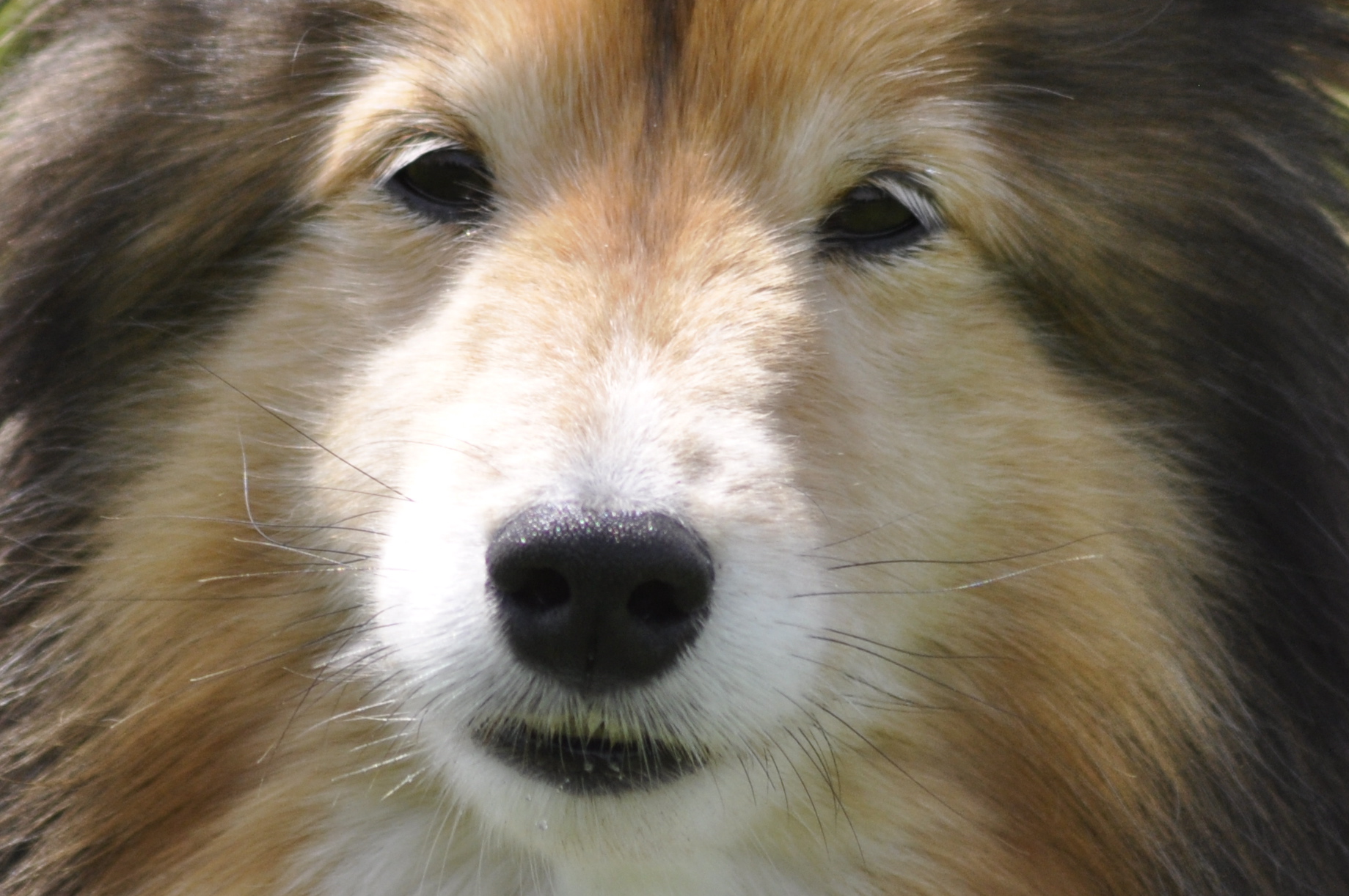 Shetland Sheepdog Face Photo And Wallpaper Beautiful
