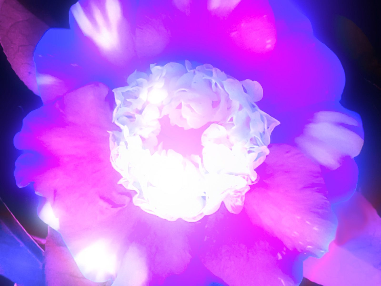 Glowing Flower Desktop Wallpaper Nr By Made With