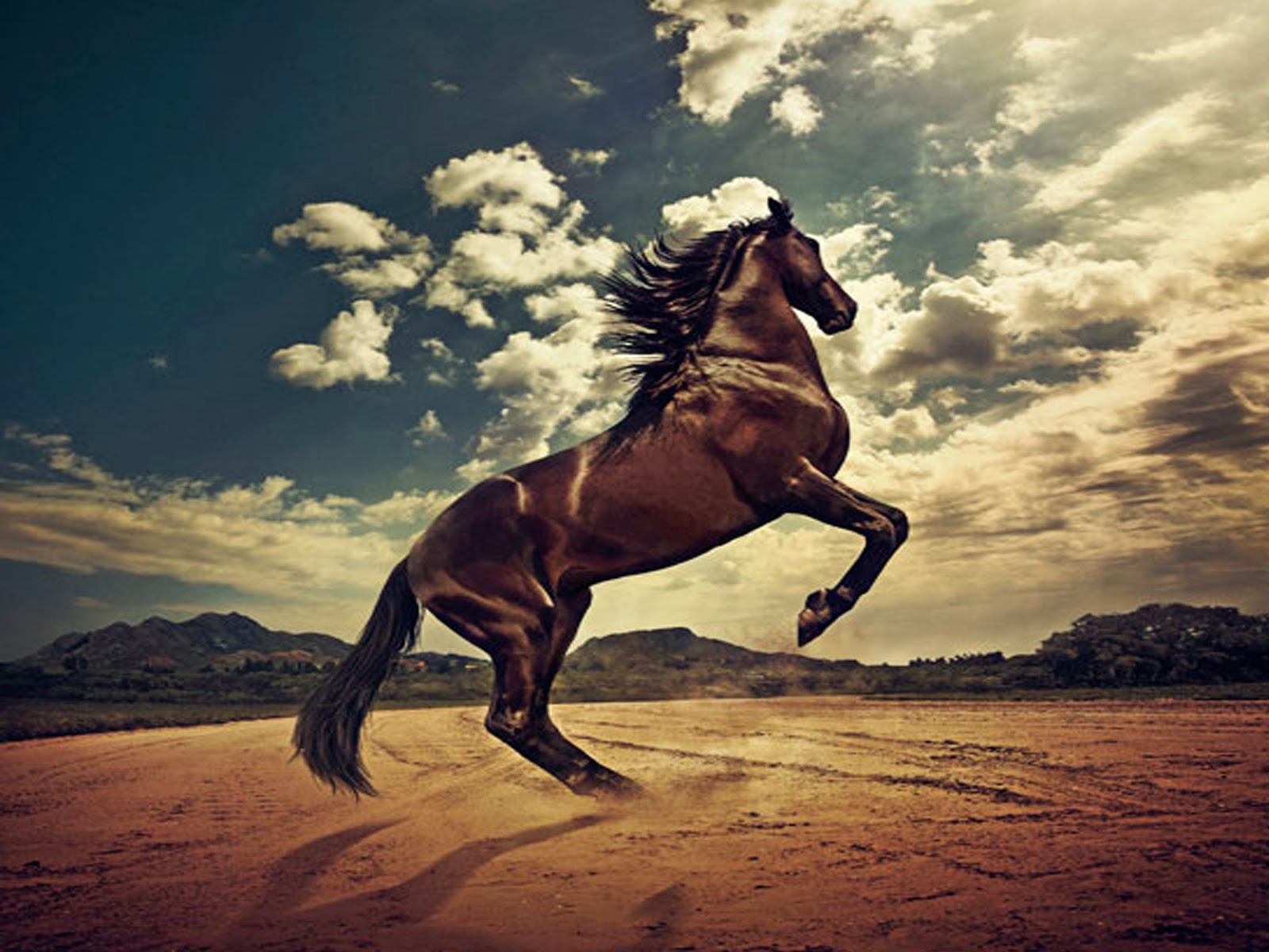 HD Wallpaper Desktop Horse Beautiful