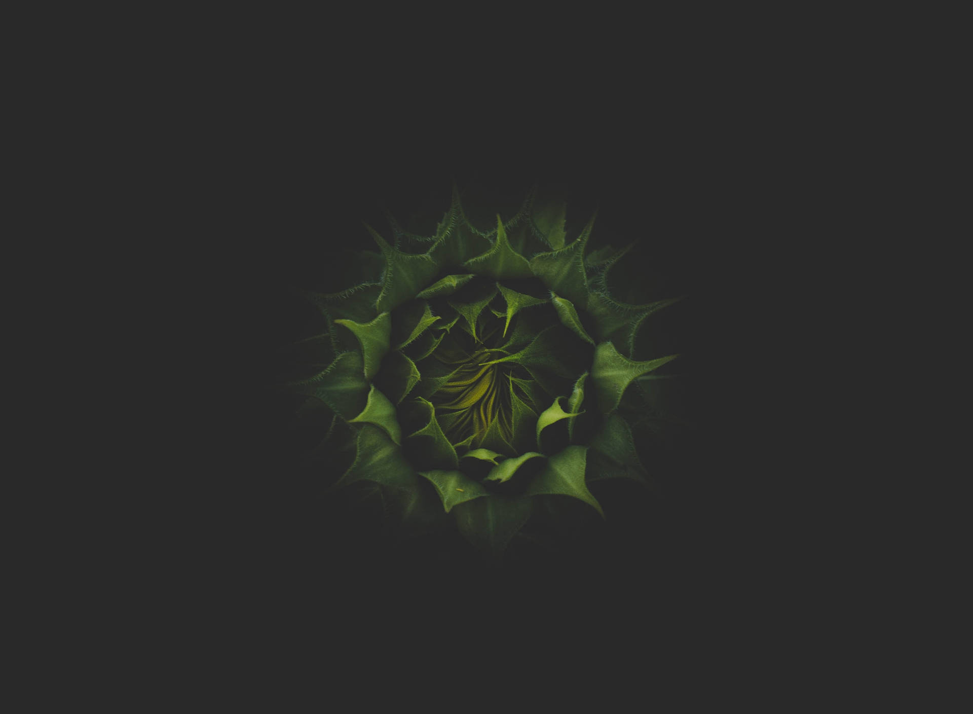 Sunflower Dark Green Bud 9d7bgkq3rwuenhqb Wallpaper
