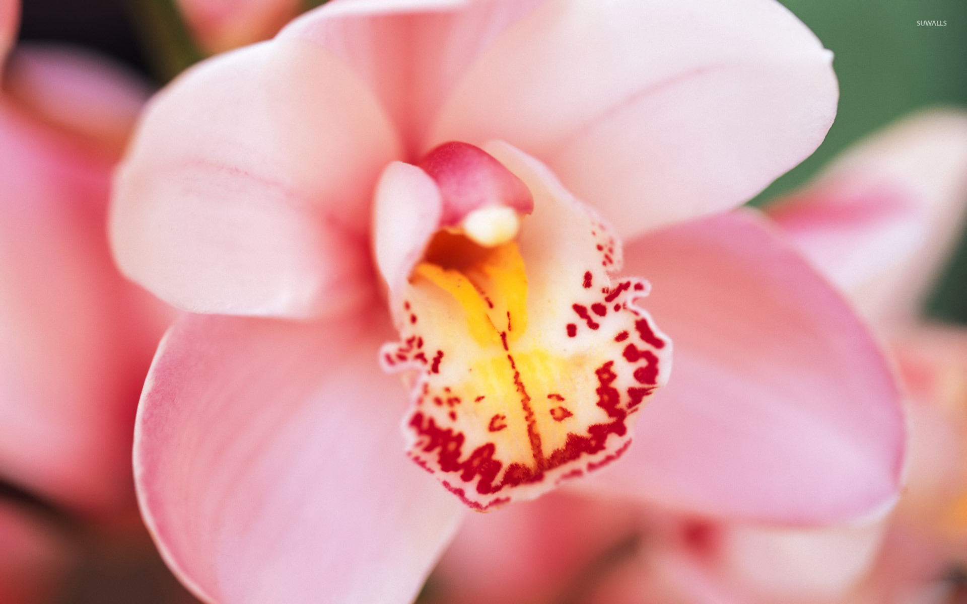 Pink Orchid Wallpaper Flower