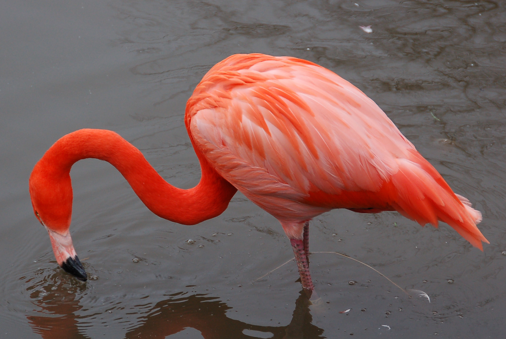 Flamingo Resmi Tarihinde Eklendi Ve U An Defa