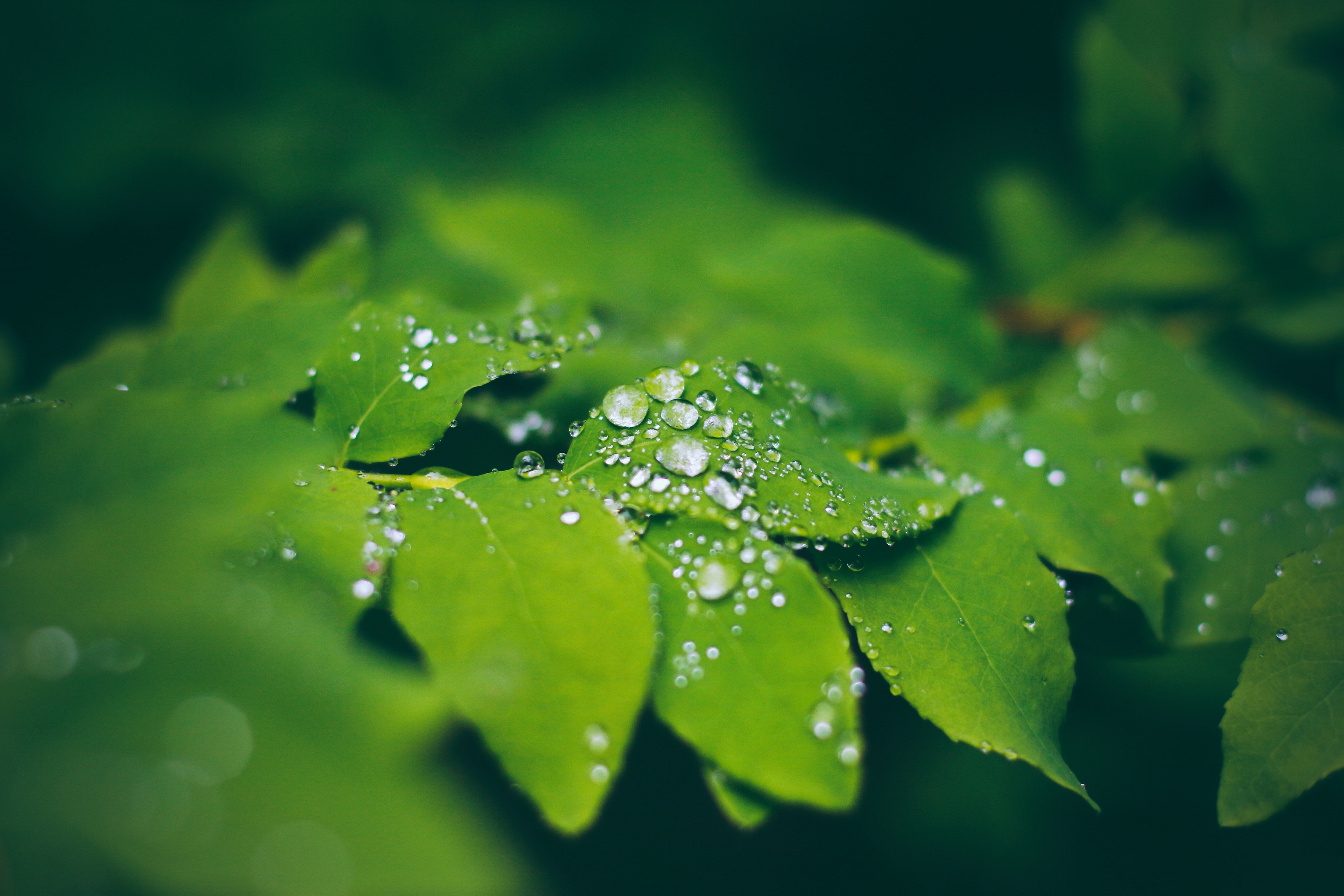 Water Droplets Gather On Leaves In The Alaskan Rainforest