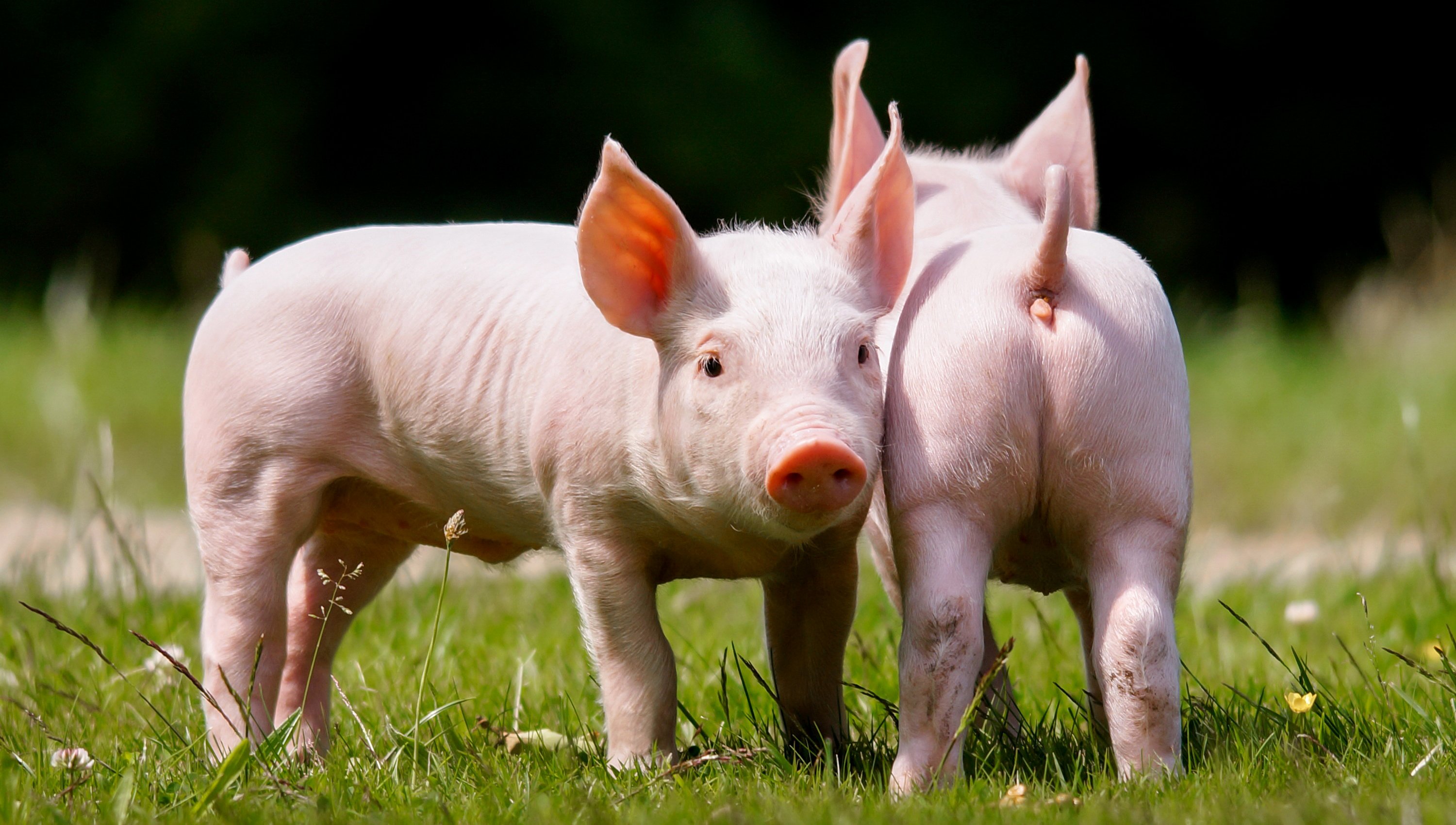 Top Wallpaper 4k Cute Pig Terkini