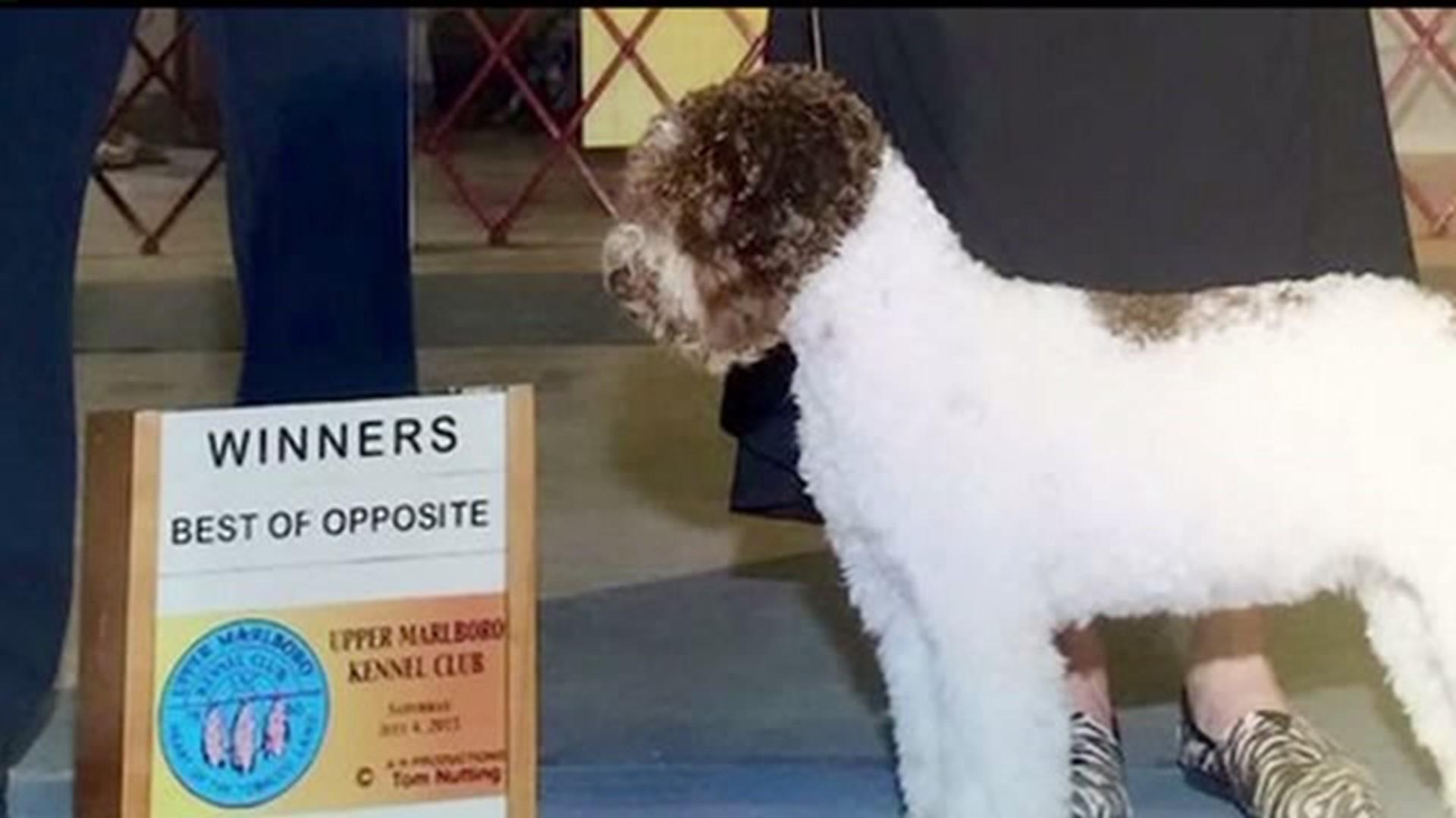 Lancaster County Woman Brings Back Awards From Westminster Kennel