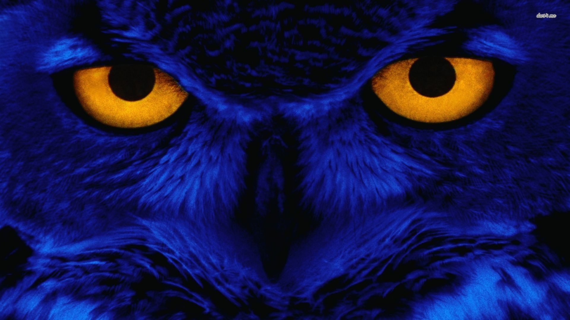 Your Wallpaper Blue Owl Digital Art Jpg