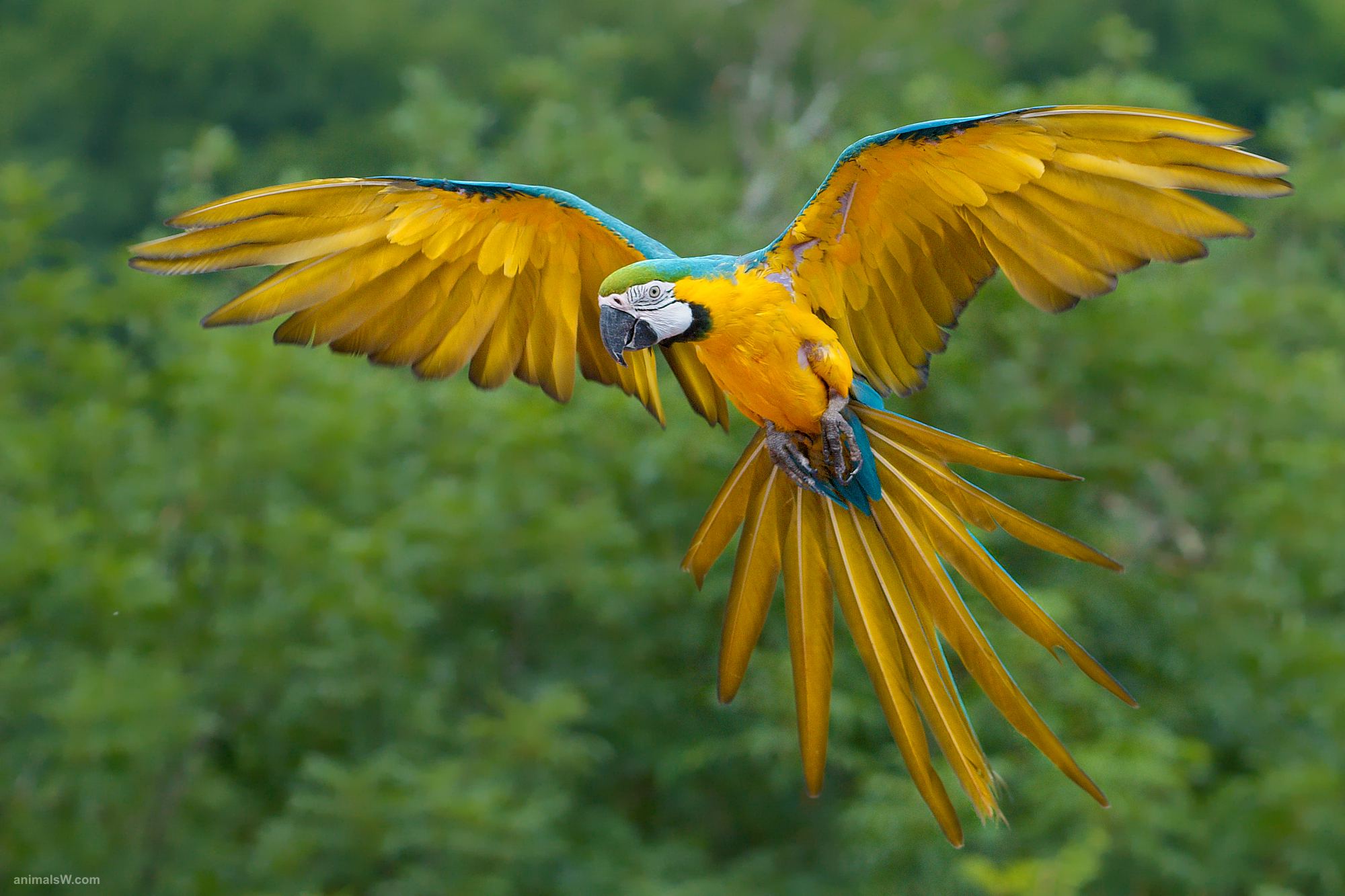 Tropical Rainforest Birds Flying