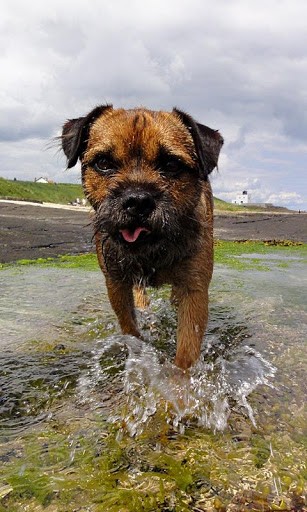 Border Terrier Wallpaper And Background Application With Beautiful