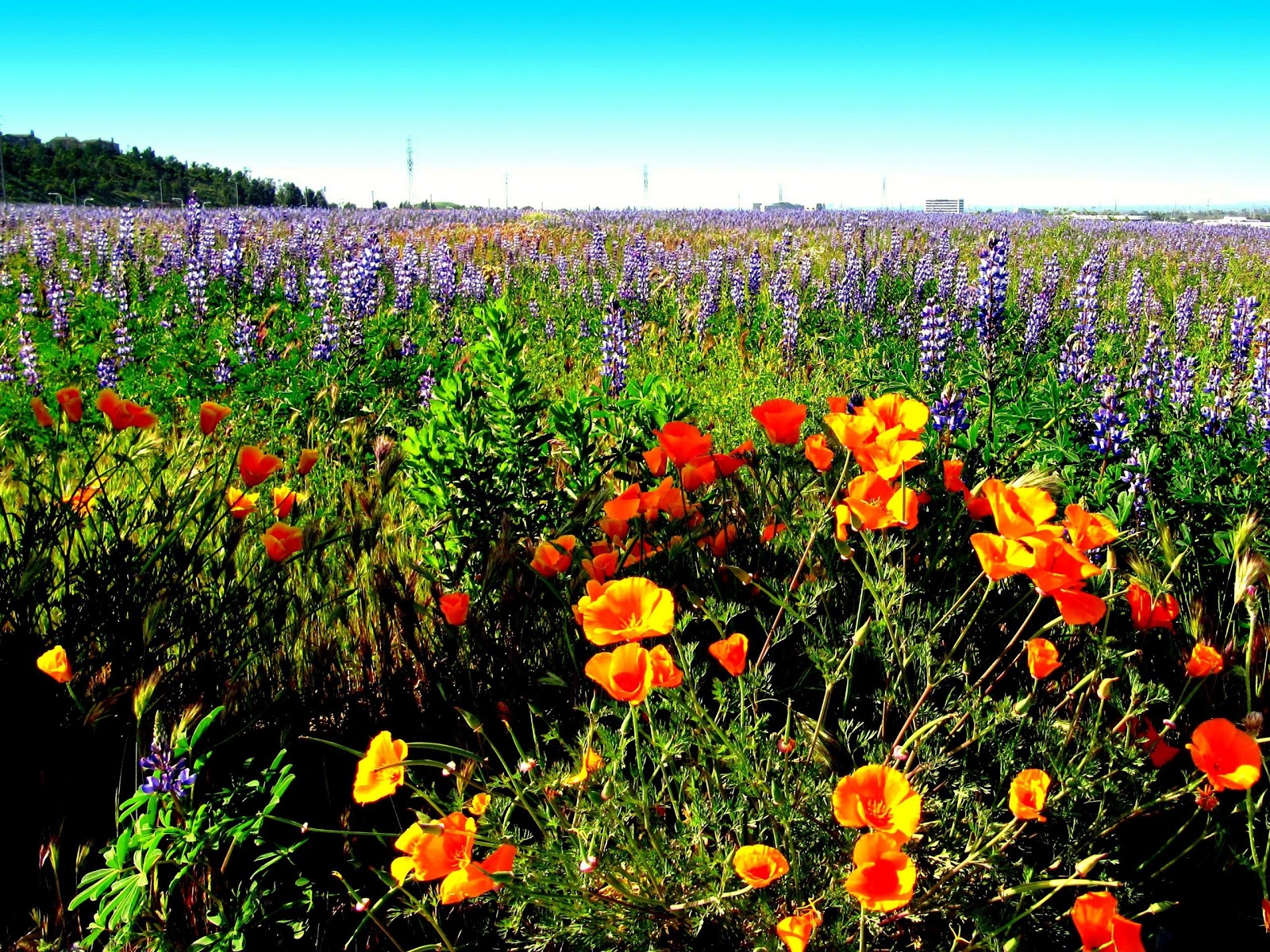 California Poppy State Flower Landscape Wallpaper Irvine Ca Usa Jpg