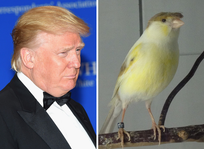 These Donald Trump Look Alikes Show Where This Billionaire Might Get