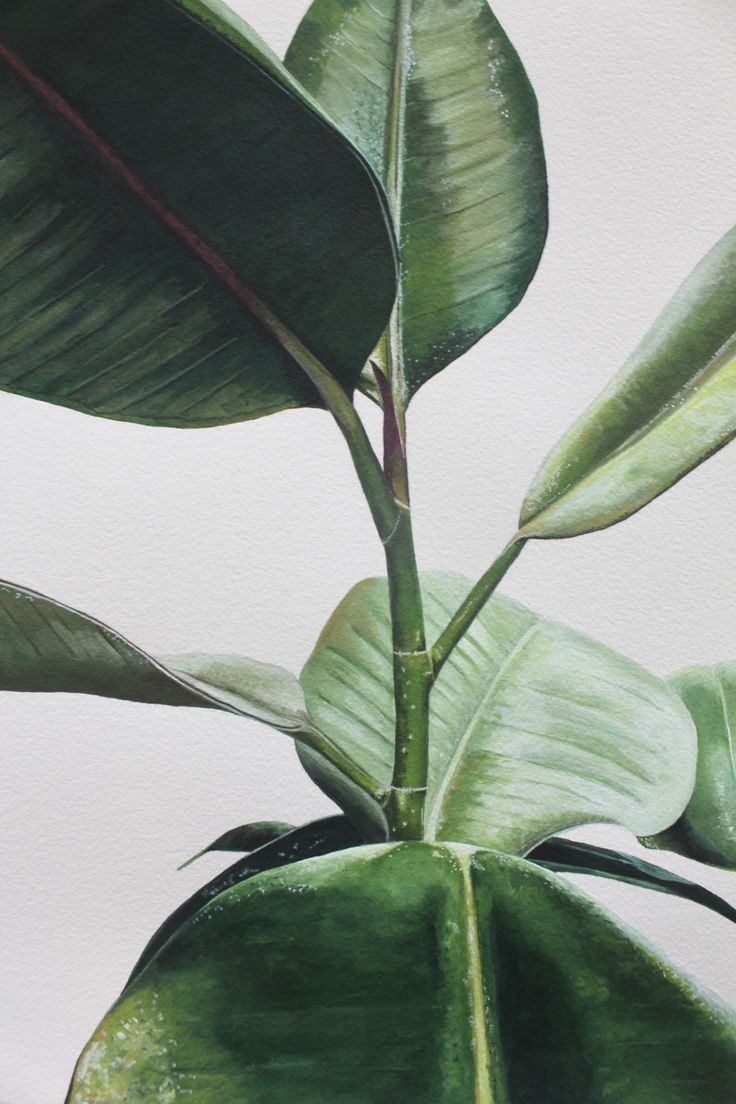 Simple plants Plant aesthetic Plants Plant leaves