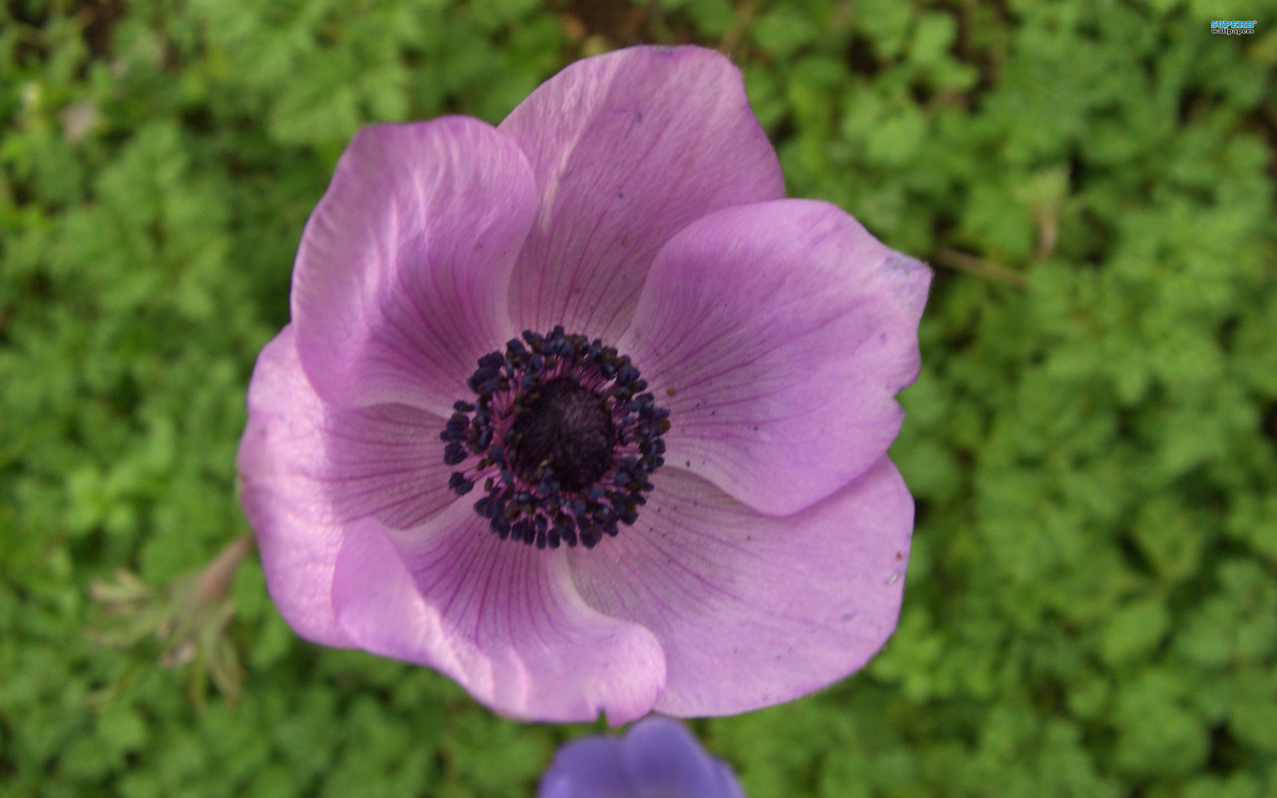 Anemone Flower Wallpaper