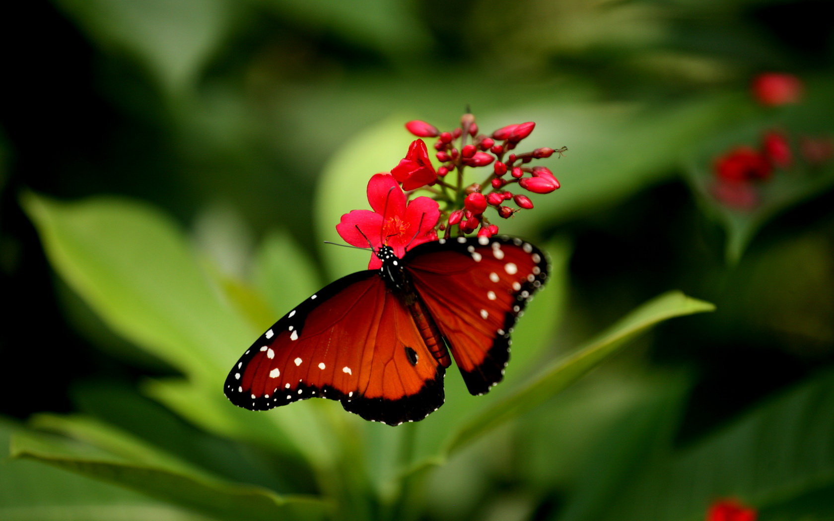 Red Butterfly Picture Wallpaper Walops