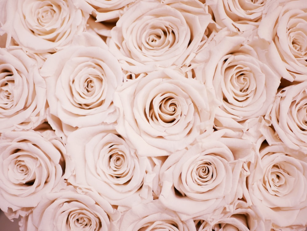 Rose Gold Wallpapers Free HD Download [500 HQ]