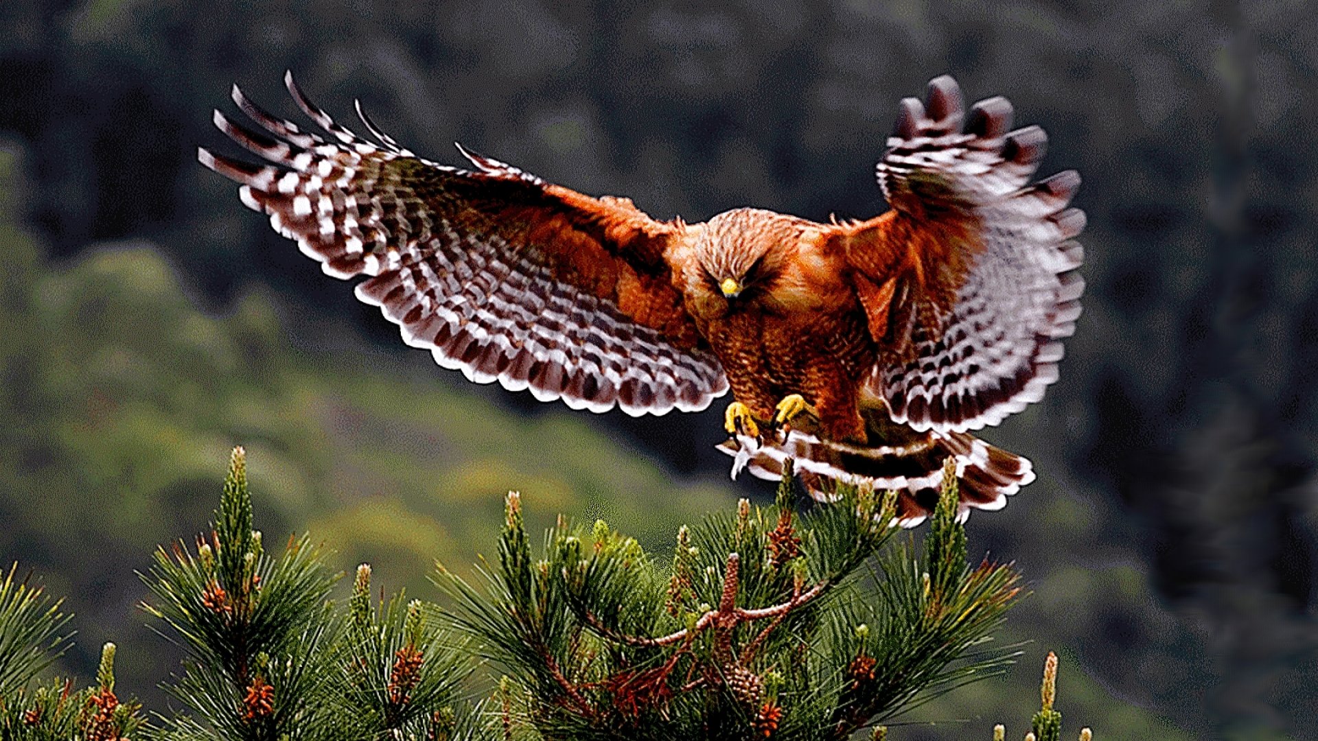 Bird Animal Beautiful Wild Wings Exotic Birds Wallpaper HD
