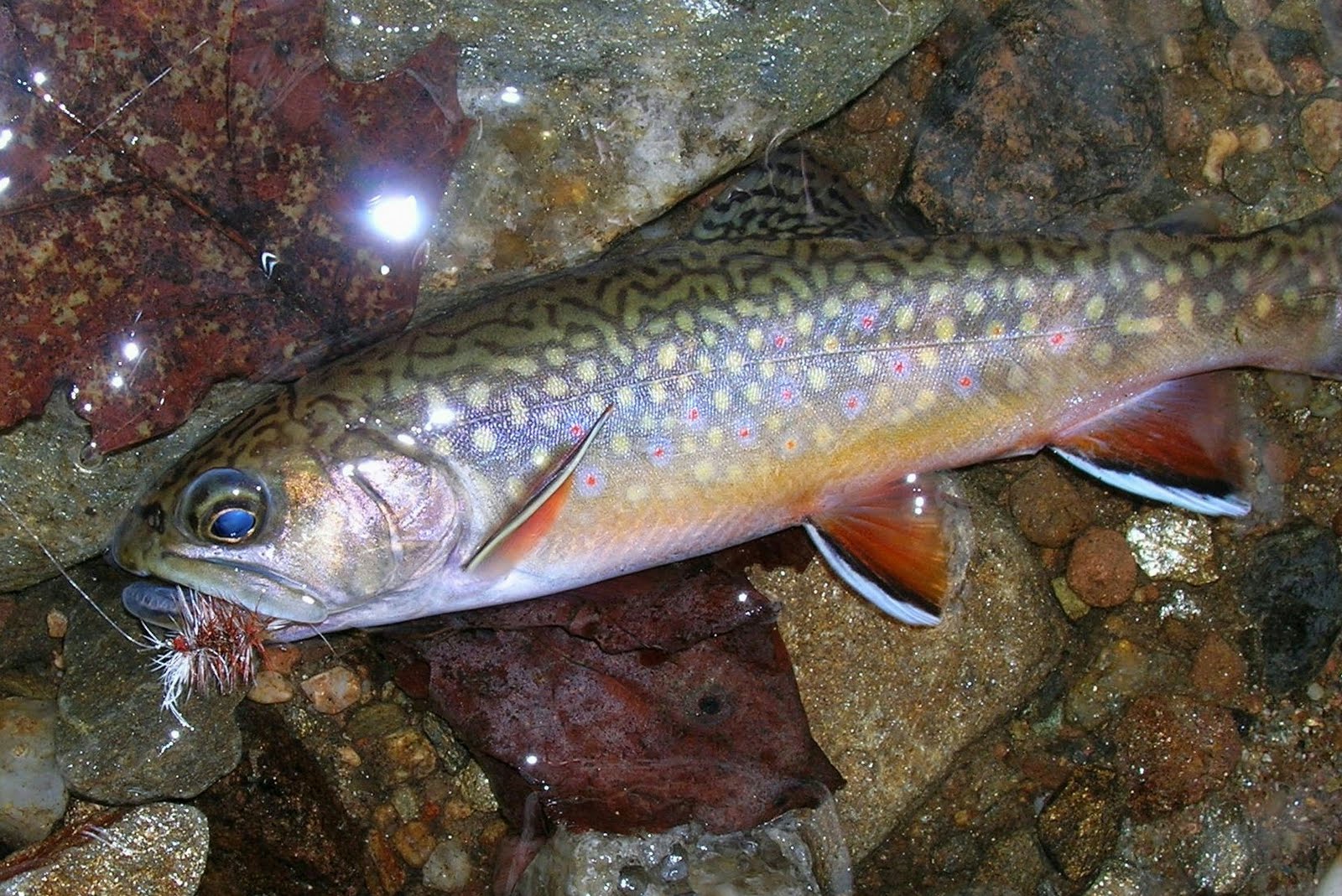 brook trout from a darker bottomed stream 1600x1069