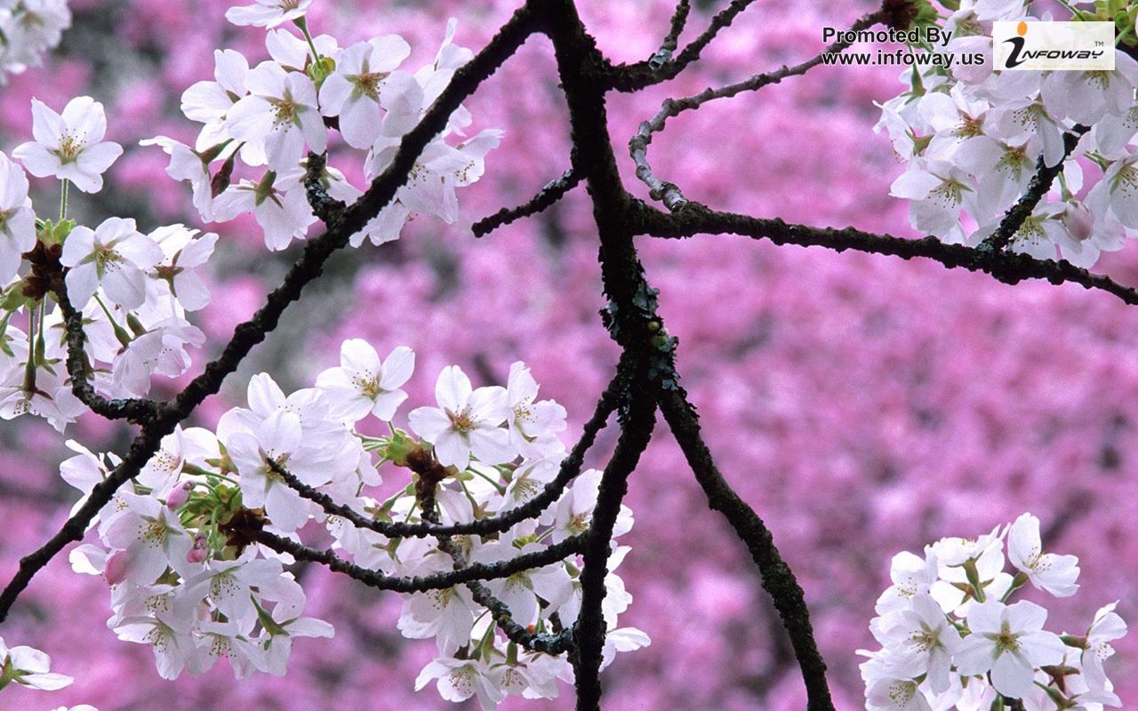 HD Wallpaper Japanese Cherry Blossom Flower