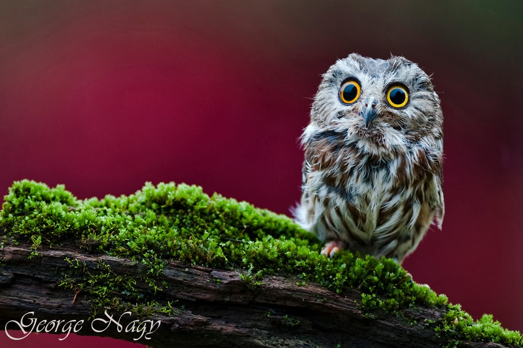 Cute Owl Desktop Wallpaper And Cool