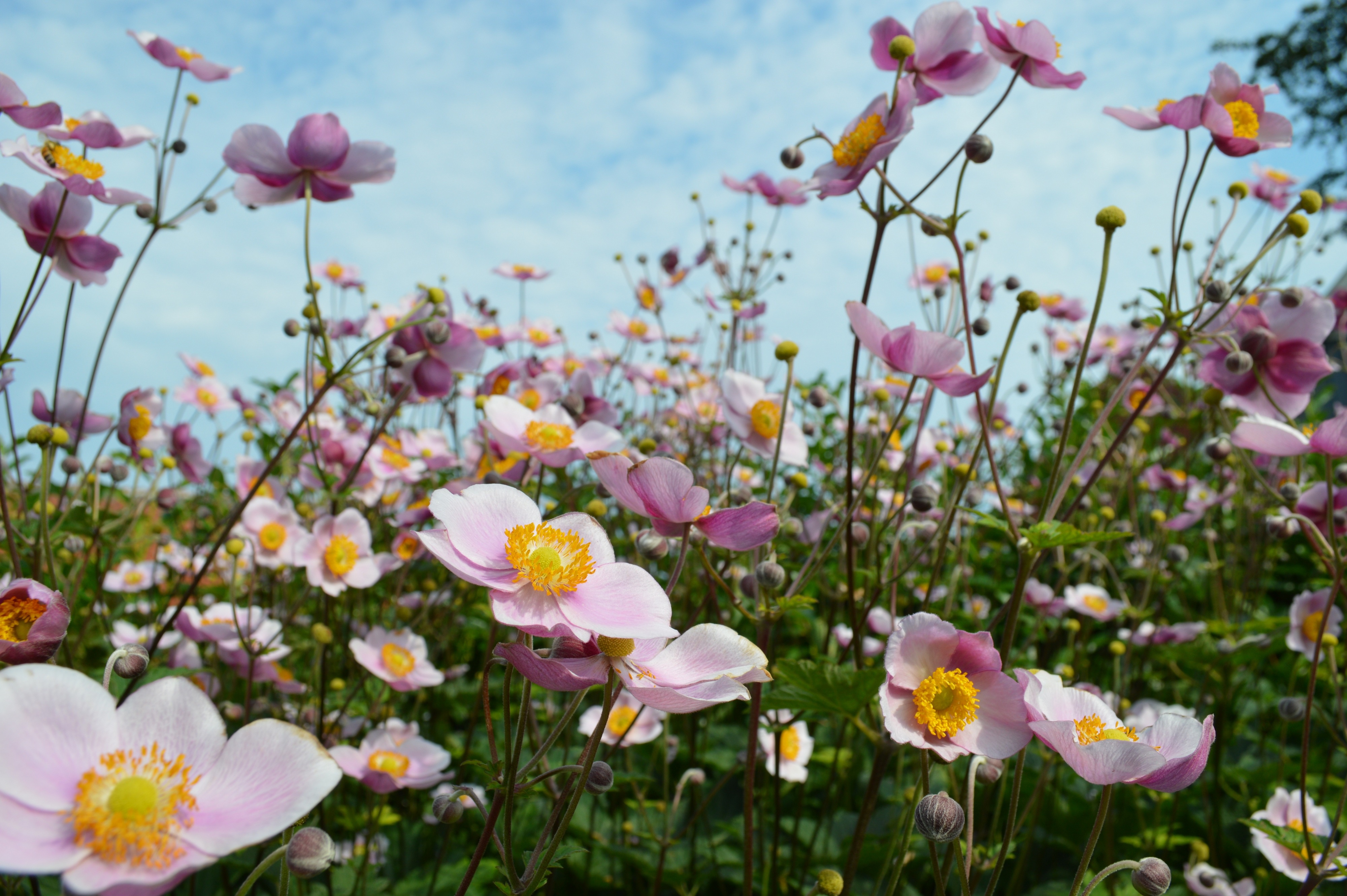 Pink Flower Nature Anemone 4k Ultra HD Wallpaper
