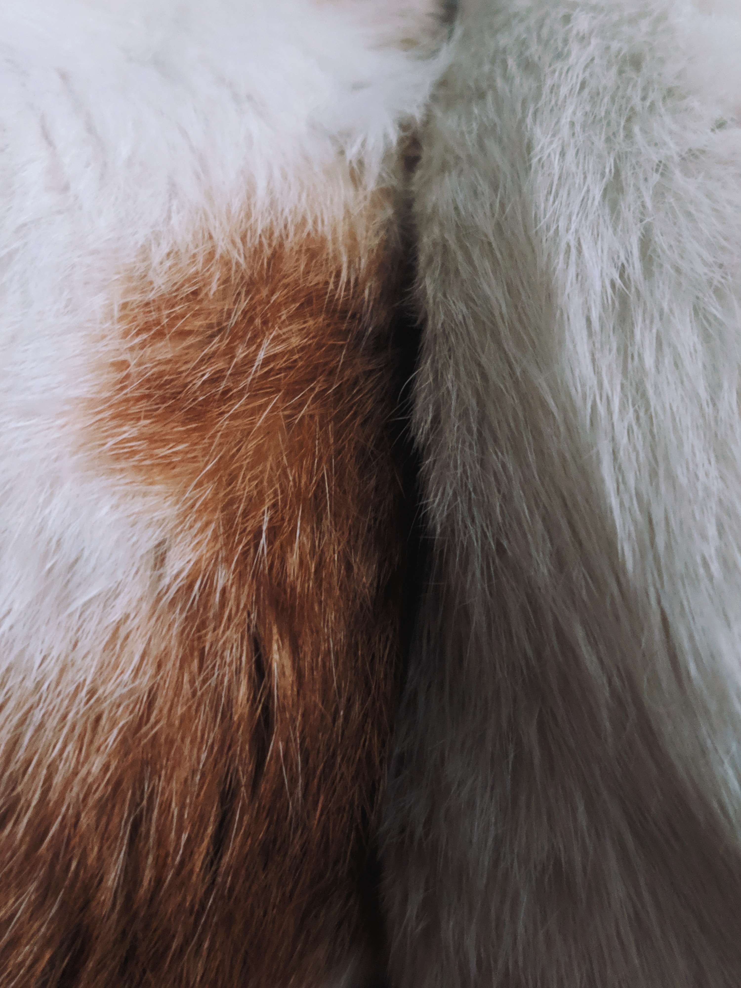 Fur Wallpaper