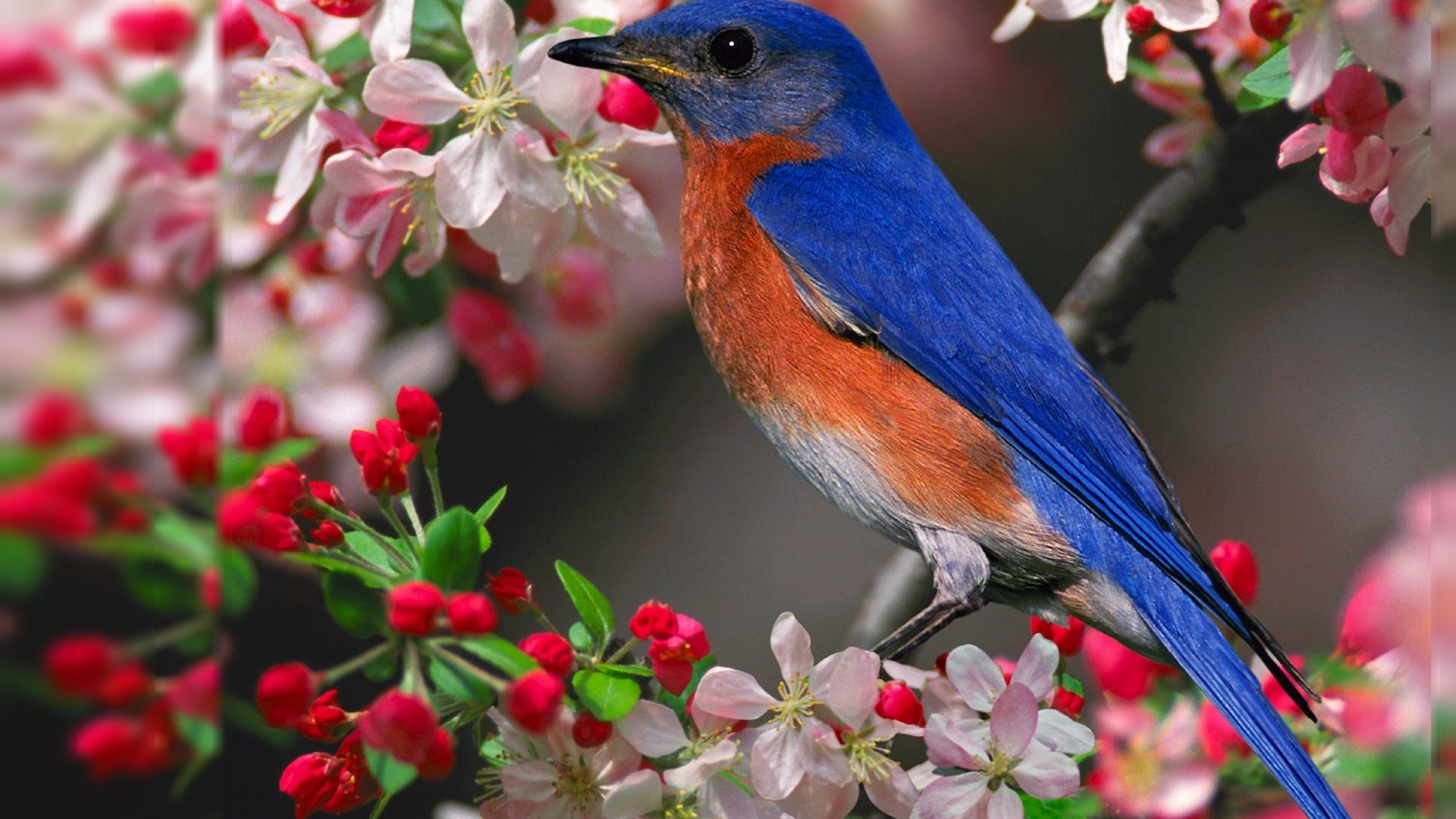 Spring Bird Desktop Wallpaper