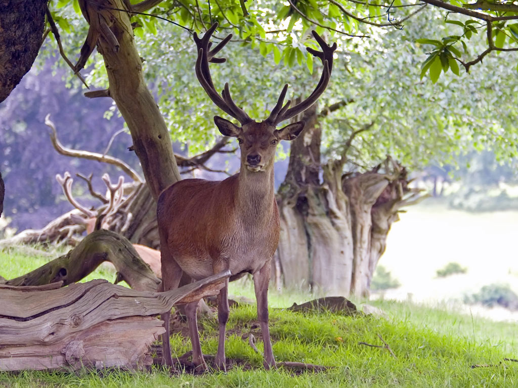 New Deer Animalwallpaper Animal Background
