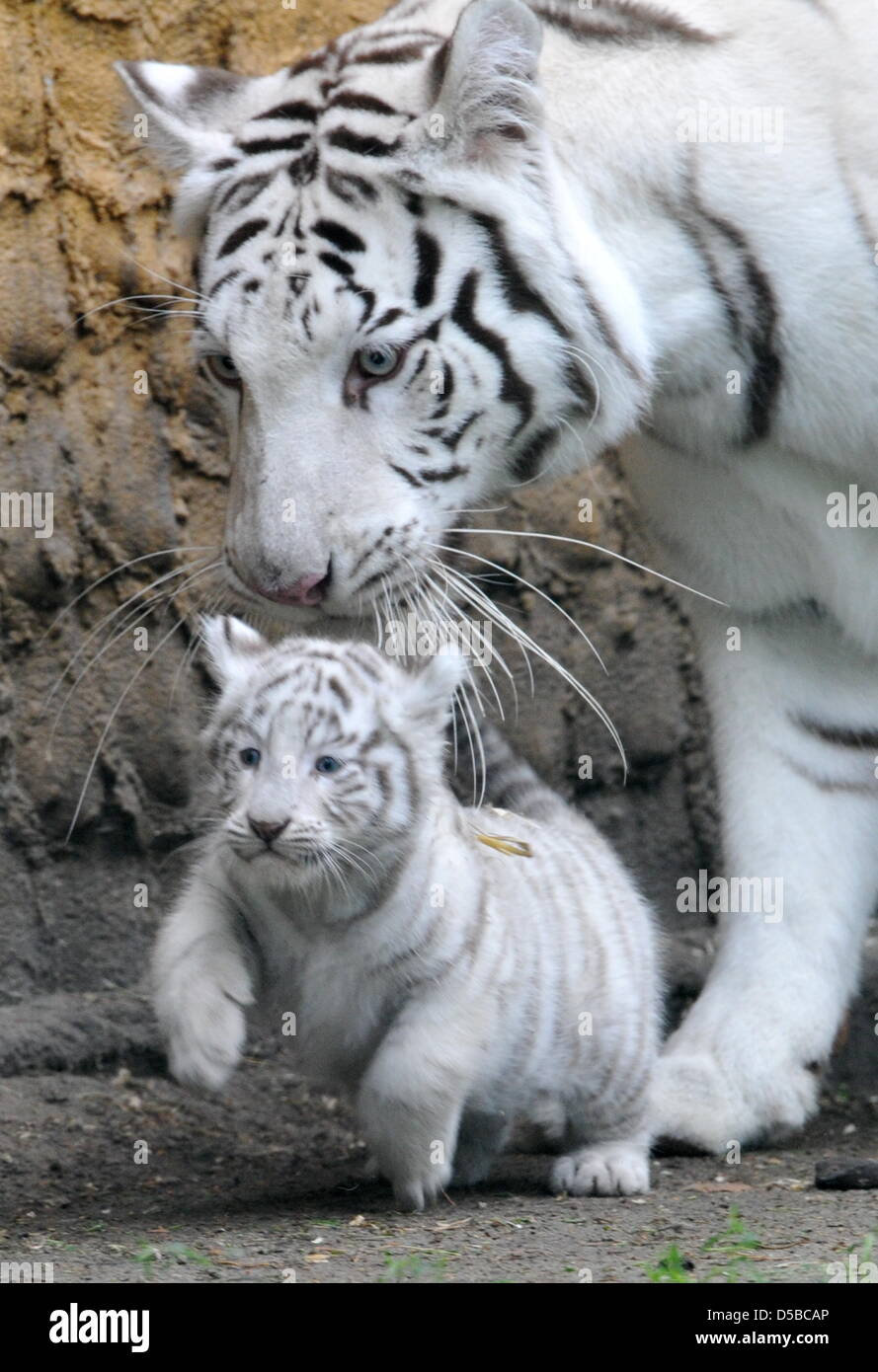 White tiger cubs hi res stock photography and images   Alamy