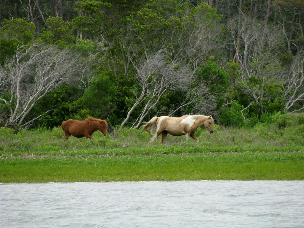 Chincoteague Ponies By Monocerosarts