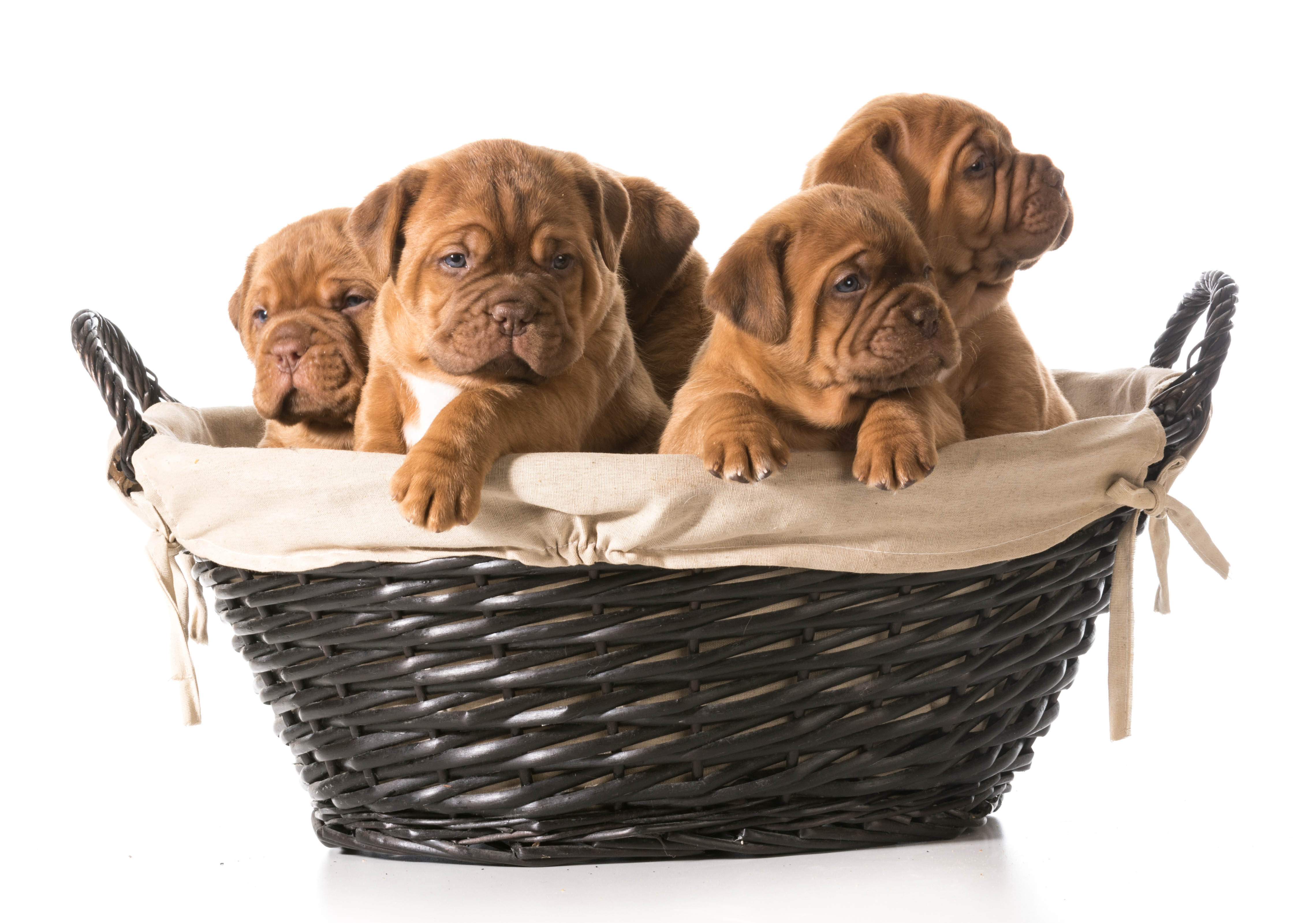 Four Adorable Dogue de Bordeaux Puppies in a Basket