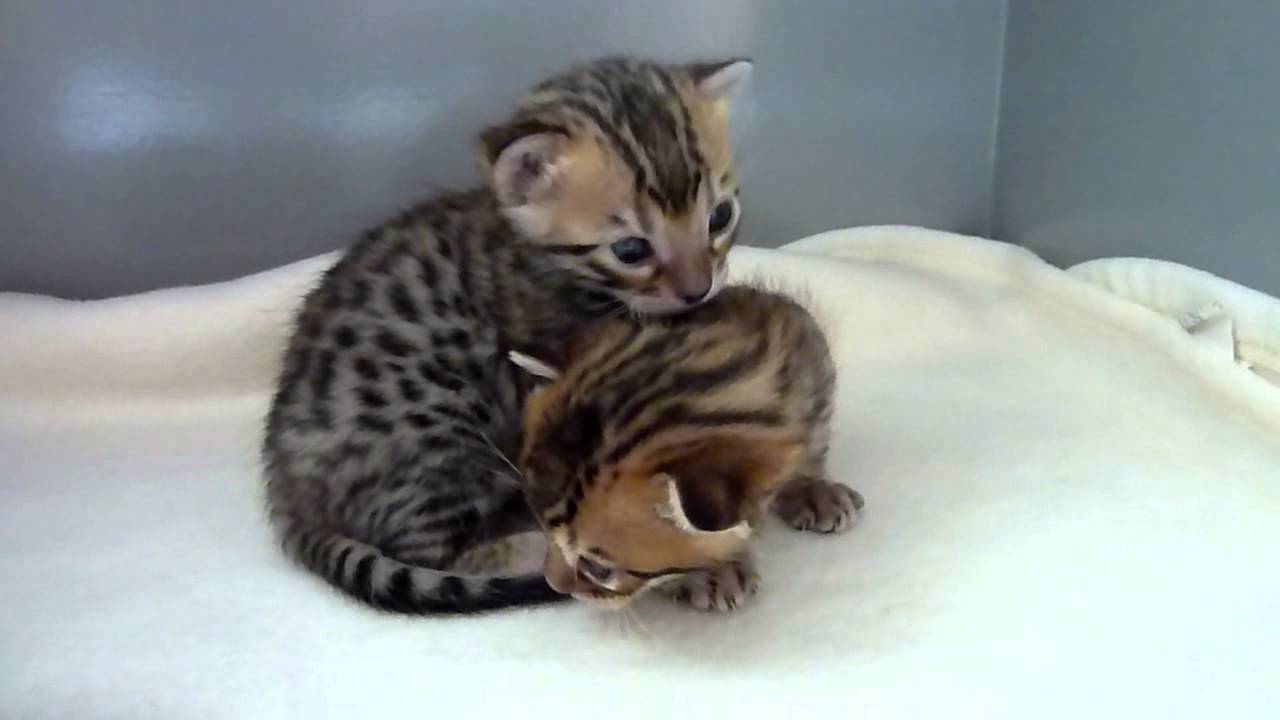 Cute Kittens Image Bengal HD Wallpaper And Background