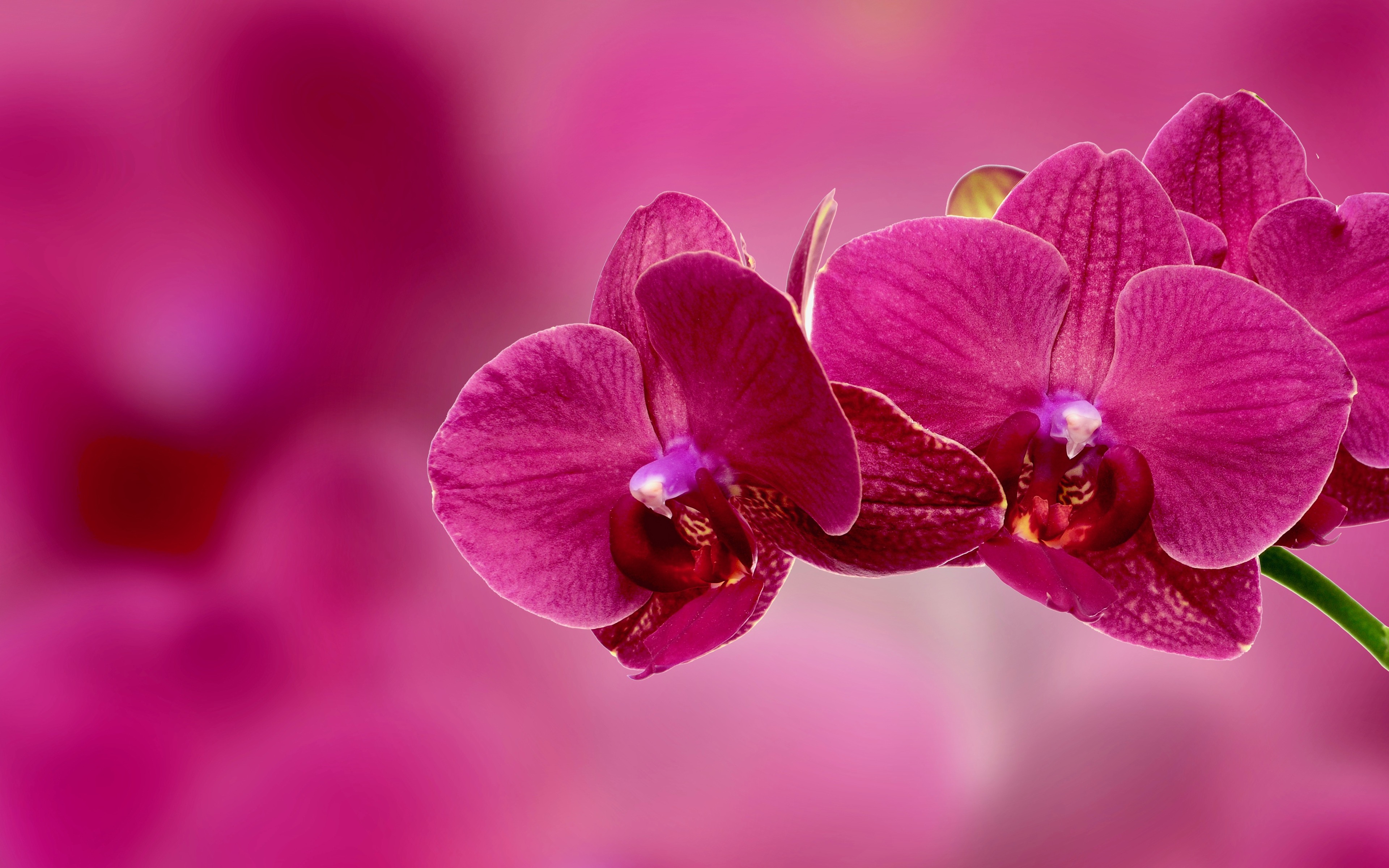 Wallpaper Orchid Flower Petals Pink 4k Ultra