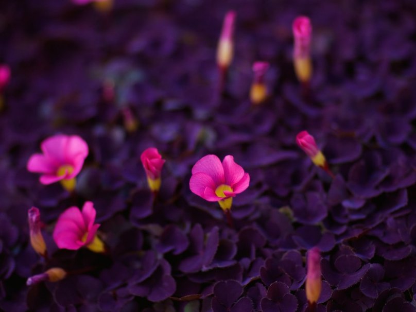Purple Pink Flowers Wallpaper