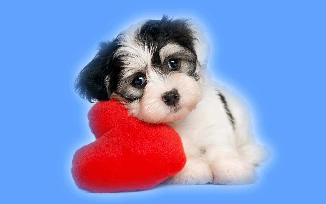 Desktop Wallpaper Of Love Your Pet Day Puter
