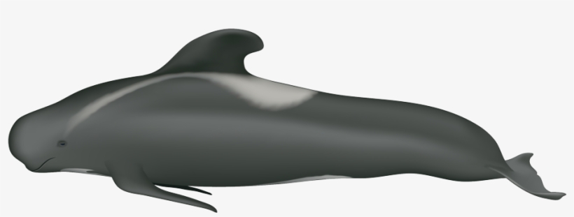 Pilot Whale Transparent Png Wallpaper
