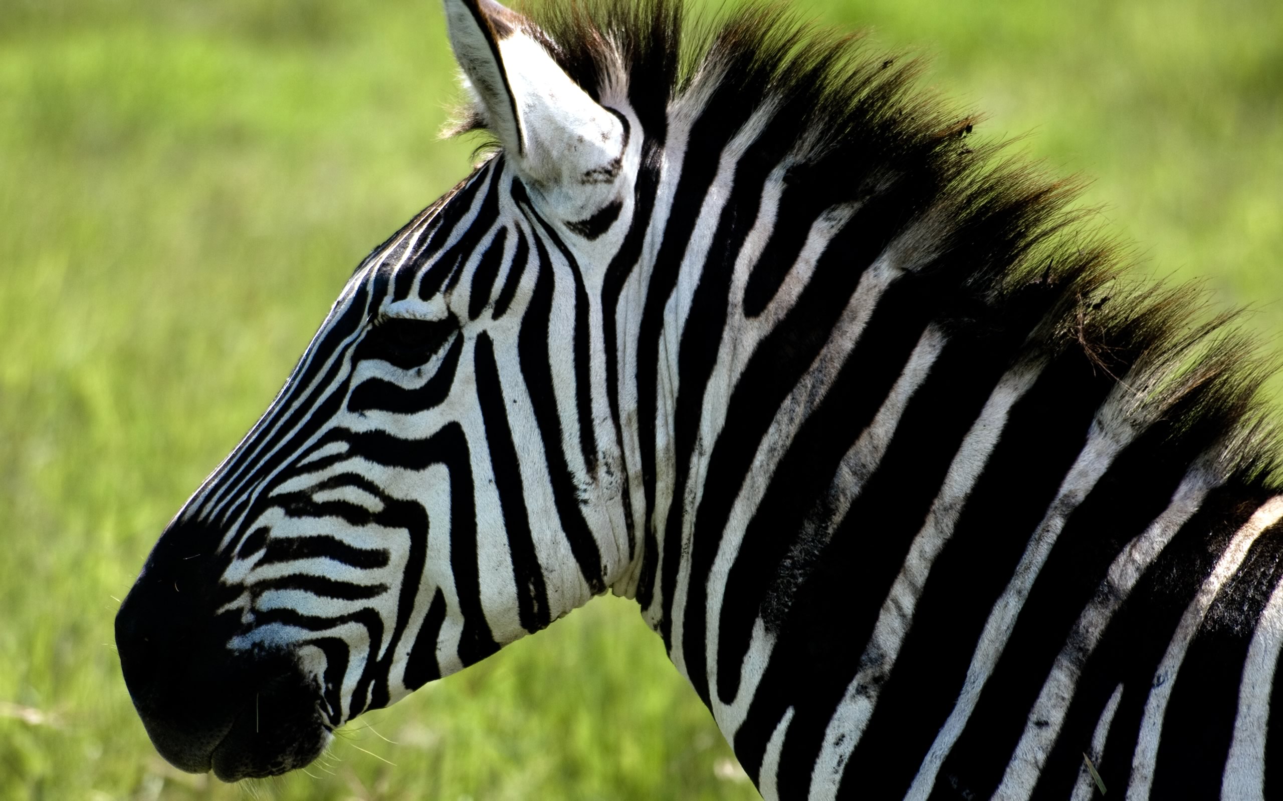 Zebra Face Profi HD Wallpaper Background Image