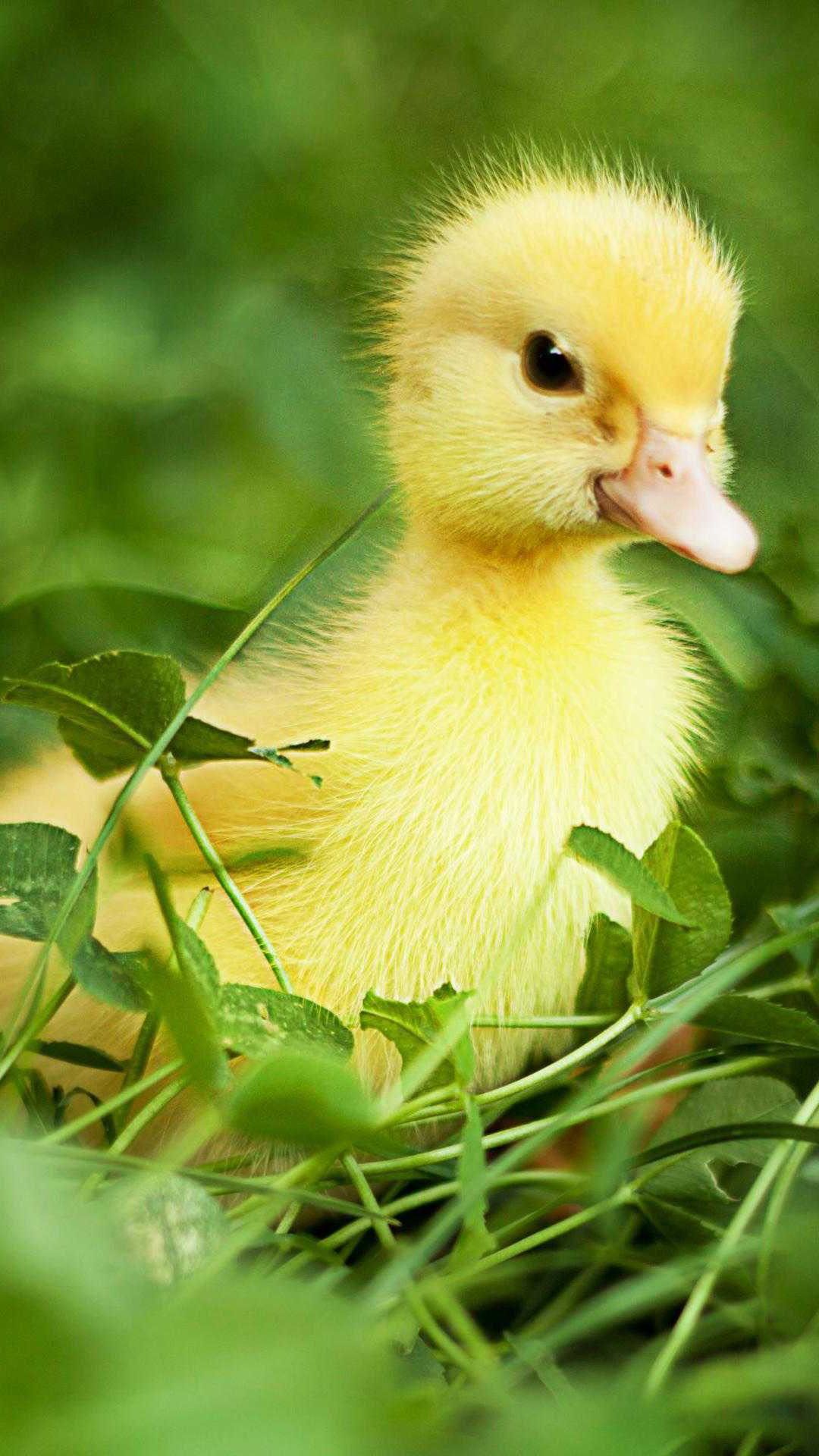 Duck Wallpaper Discover More Baby Cute Yellow