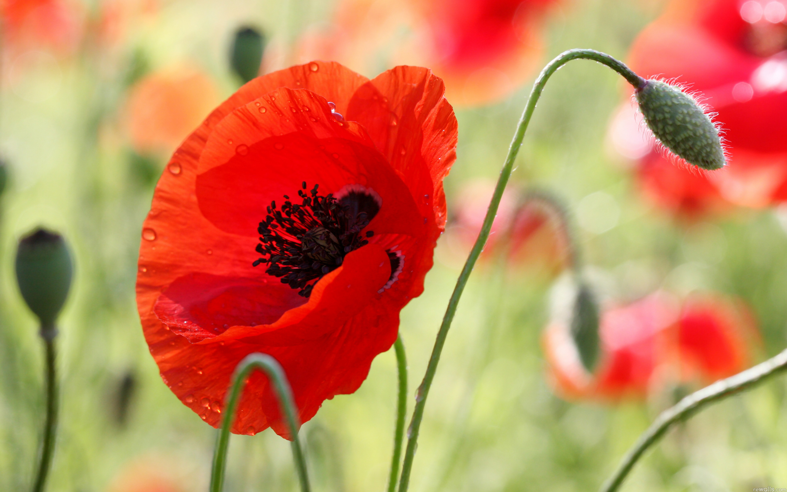 In The Beautiful Red Poppy Wallpaper And Image