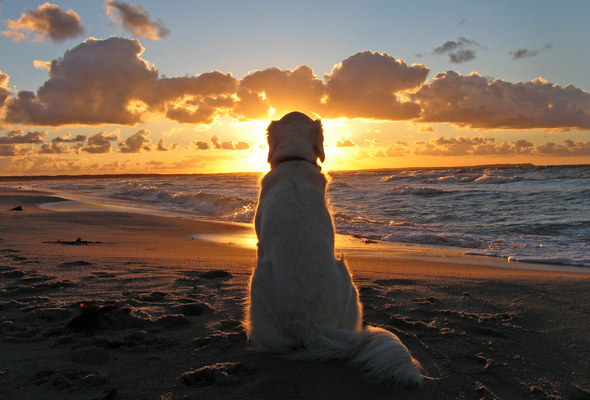 Wallpaper silhouette dog beach sunset sea sand clouds wave