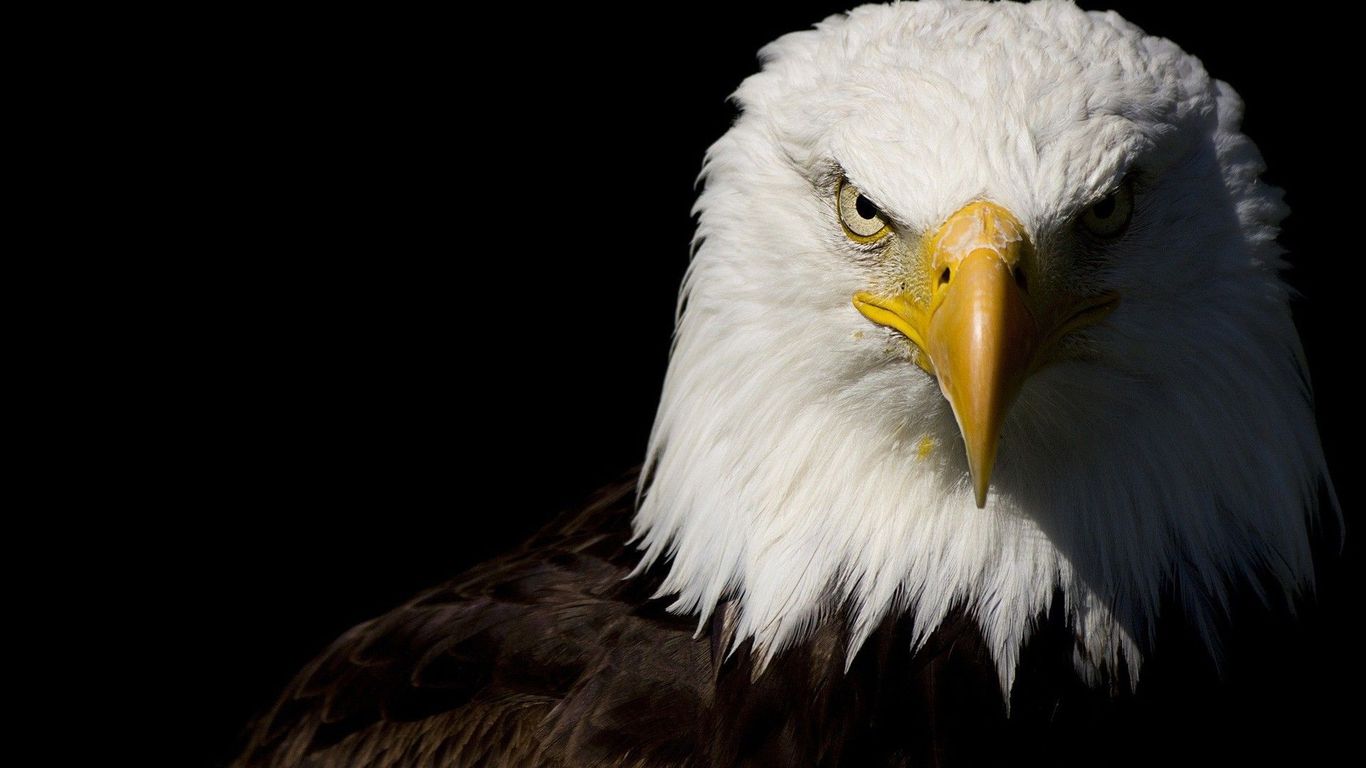 Bald Eagle Wallpaper