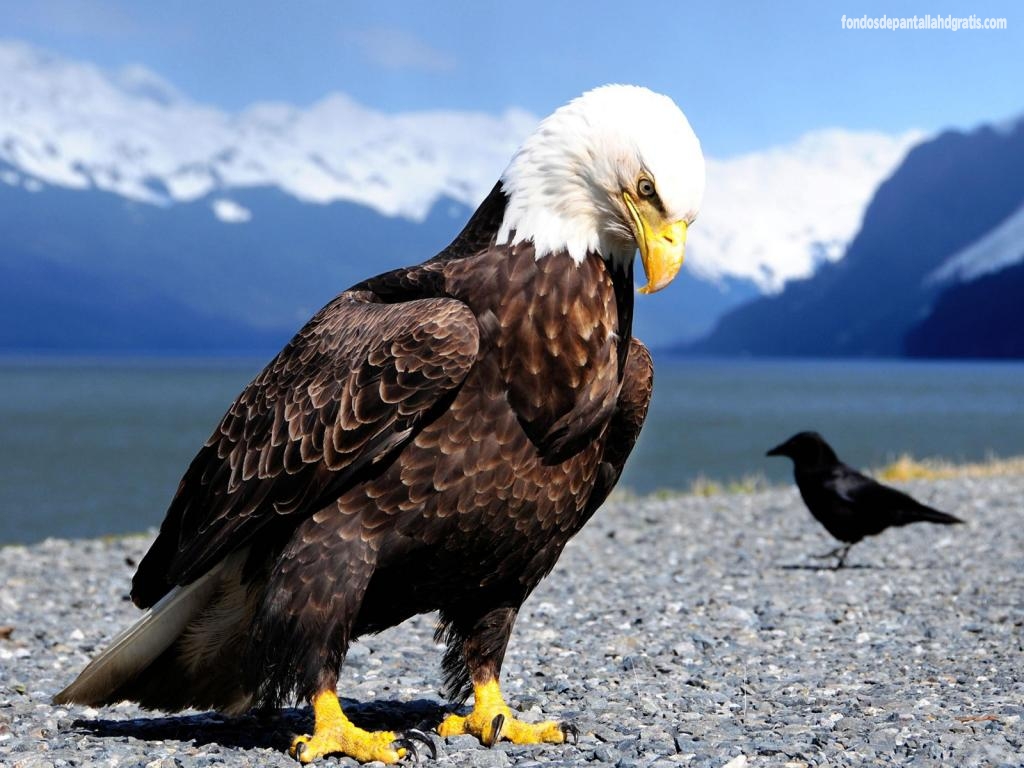Imagen Eagle Animal HD Wallpaper Widescreen Gratis