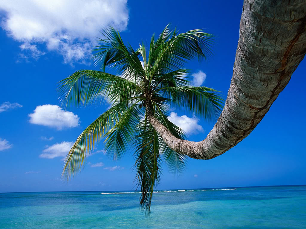 File Name Palm Tree Pictures HD Wallpaper Background