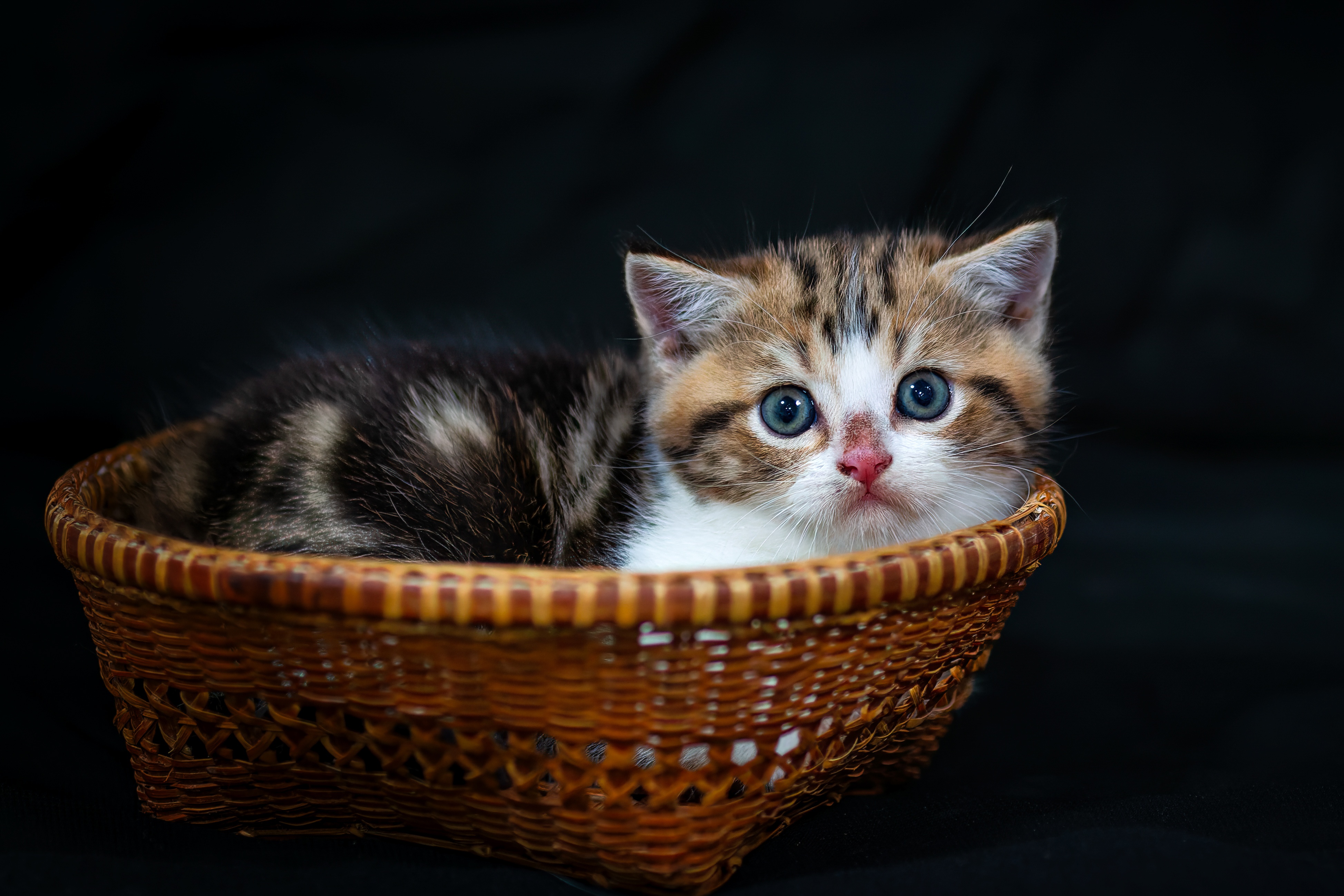 An adorable calico kitten sits in a woven basket, its bright blue eyes wide and curious. The dark background emphasizes the kitten's light fur