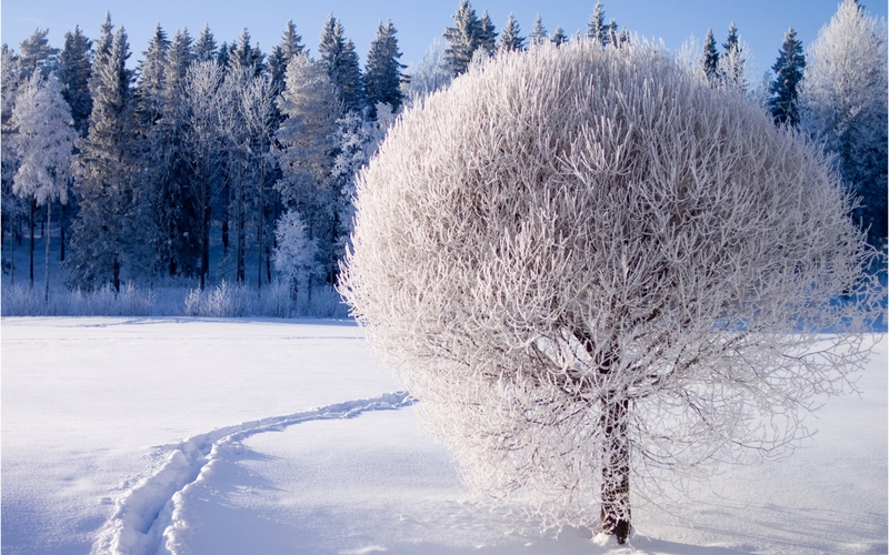Nature Winter Trees Wallpaper HD Desktop