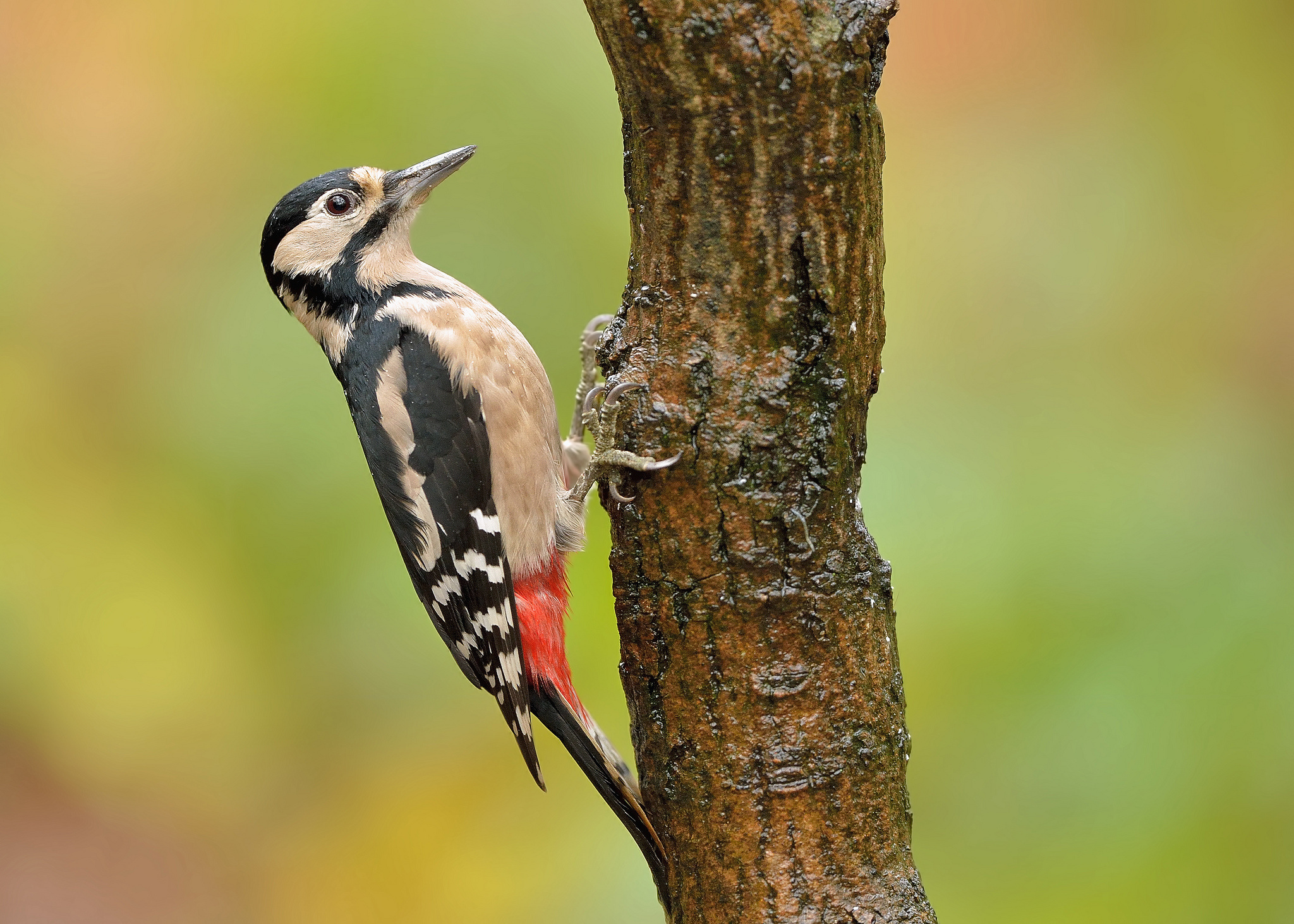 Woodpecker Bird Tree Trunk Wallpaper