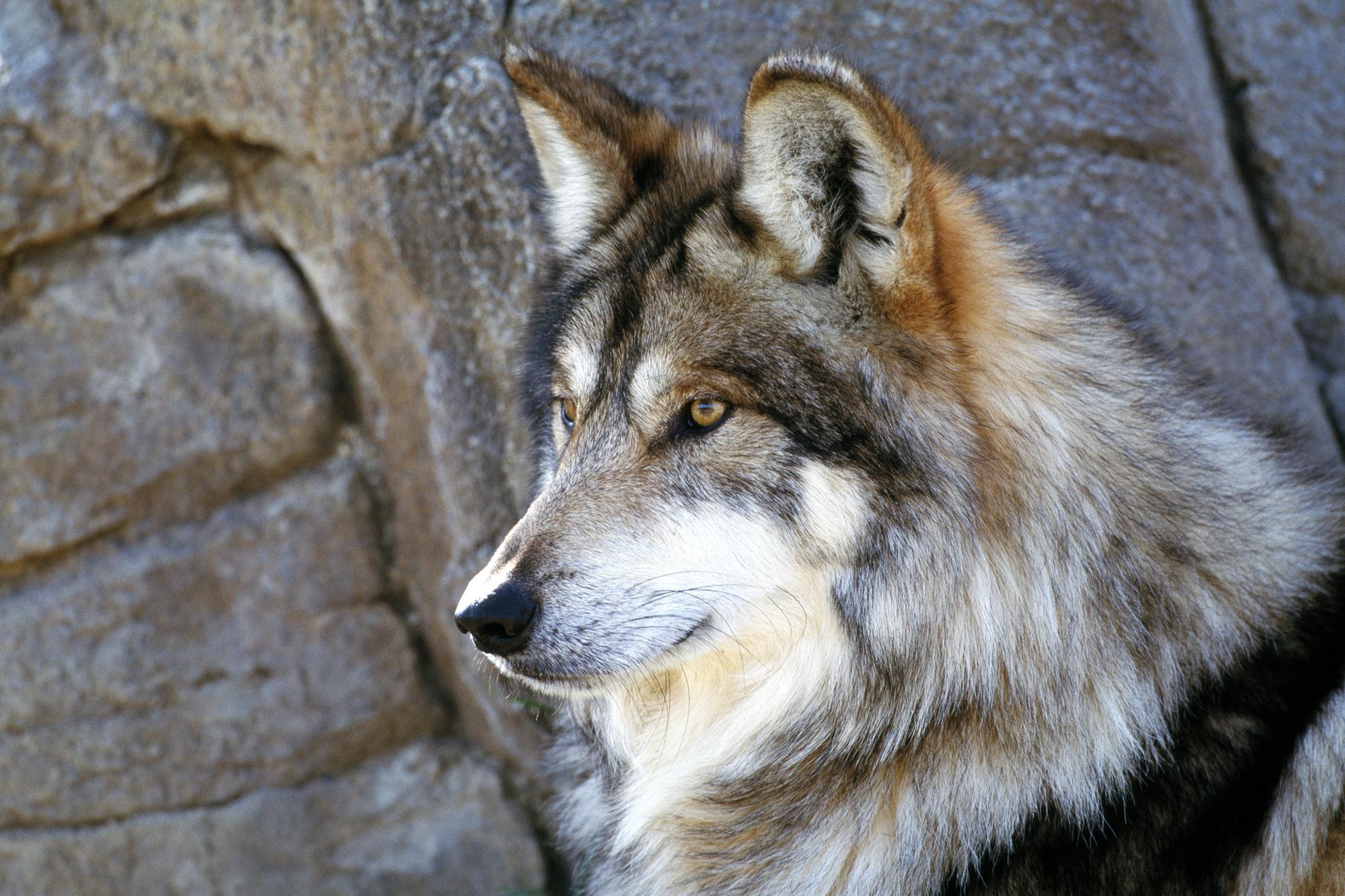 The Majestic Beautiful Gray Wolf HD Wallpaper