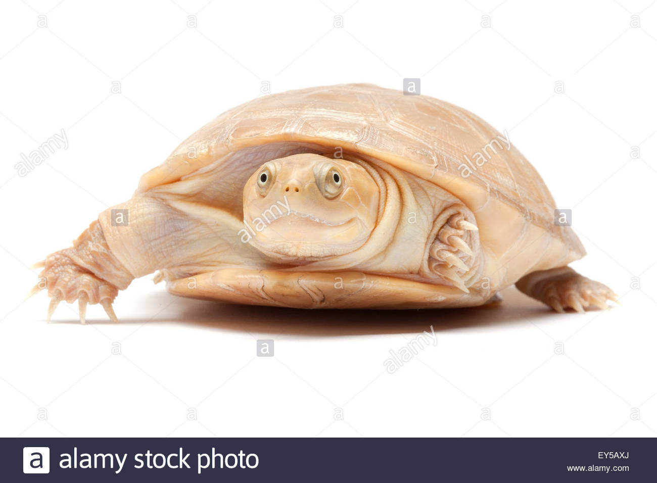 West African Mud Turtle Pelusios Castaneus Stock Photos