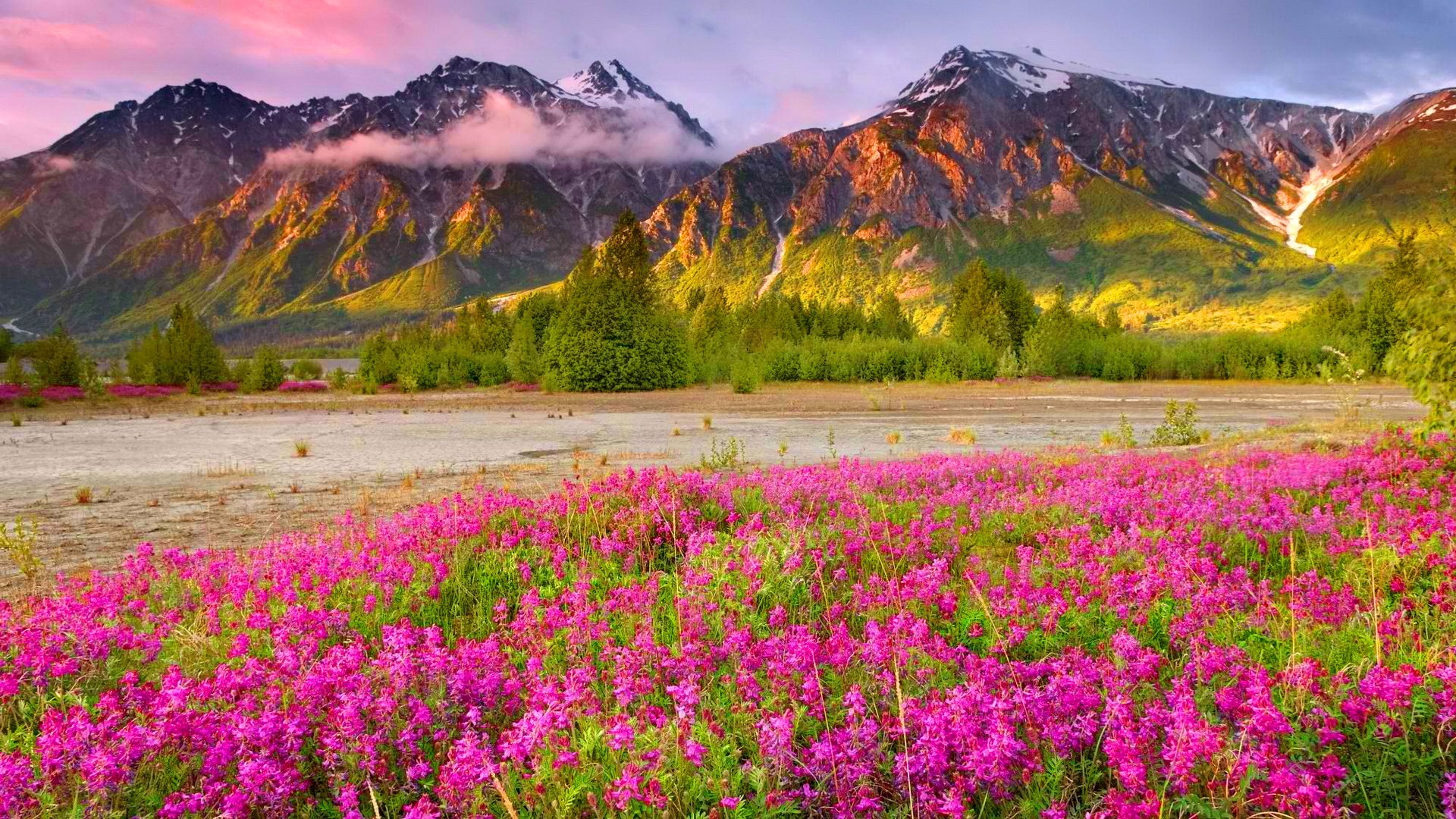 Wildflower Wallpaper