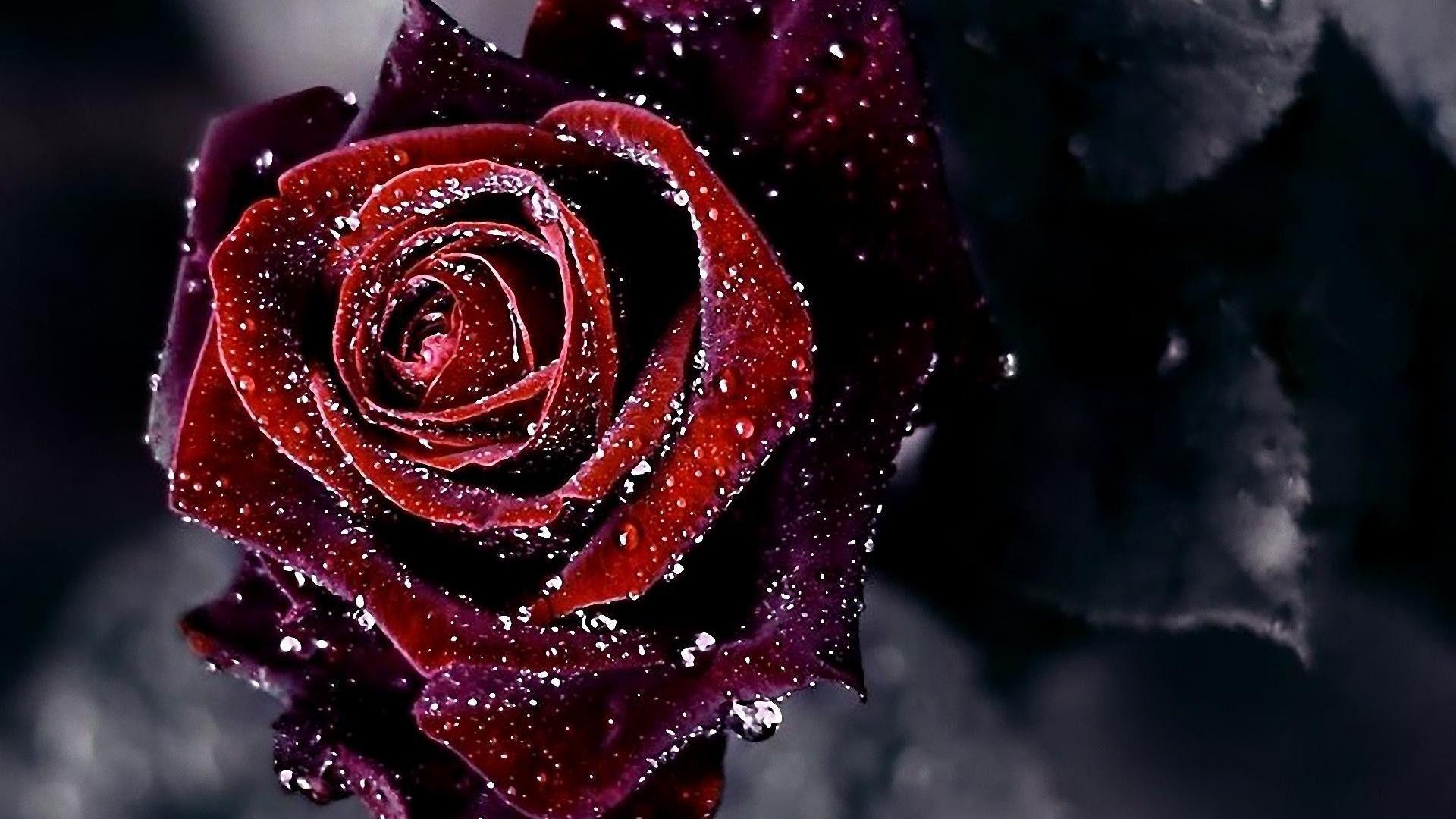 HD 4K dark red rose Wallpapers for Mobile