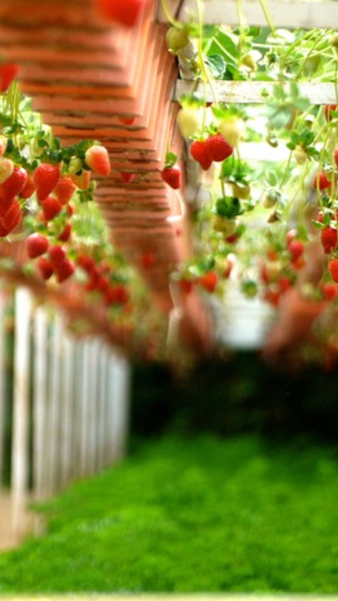 Clean And Beautiful Strawberry Farm Field Wallpaper